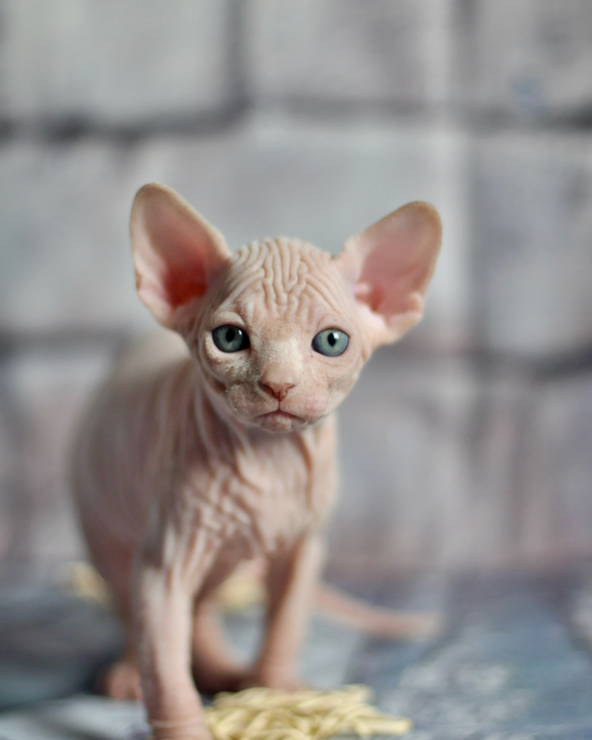 CELCIUS (♂), color — White yellow eyed (w62) — found his family