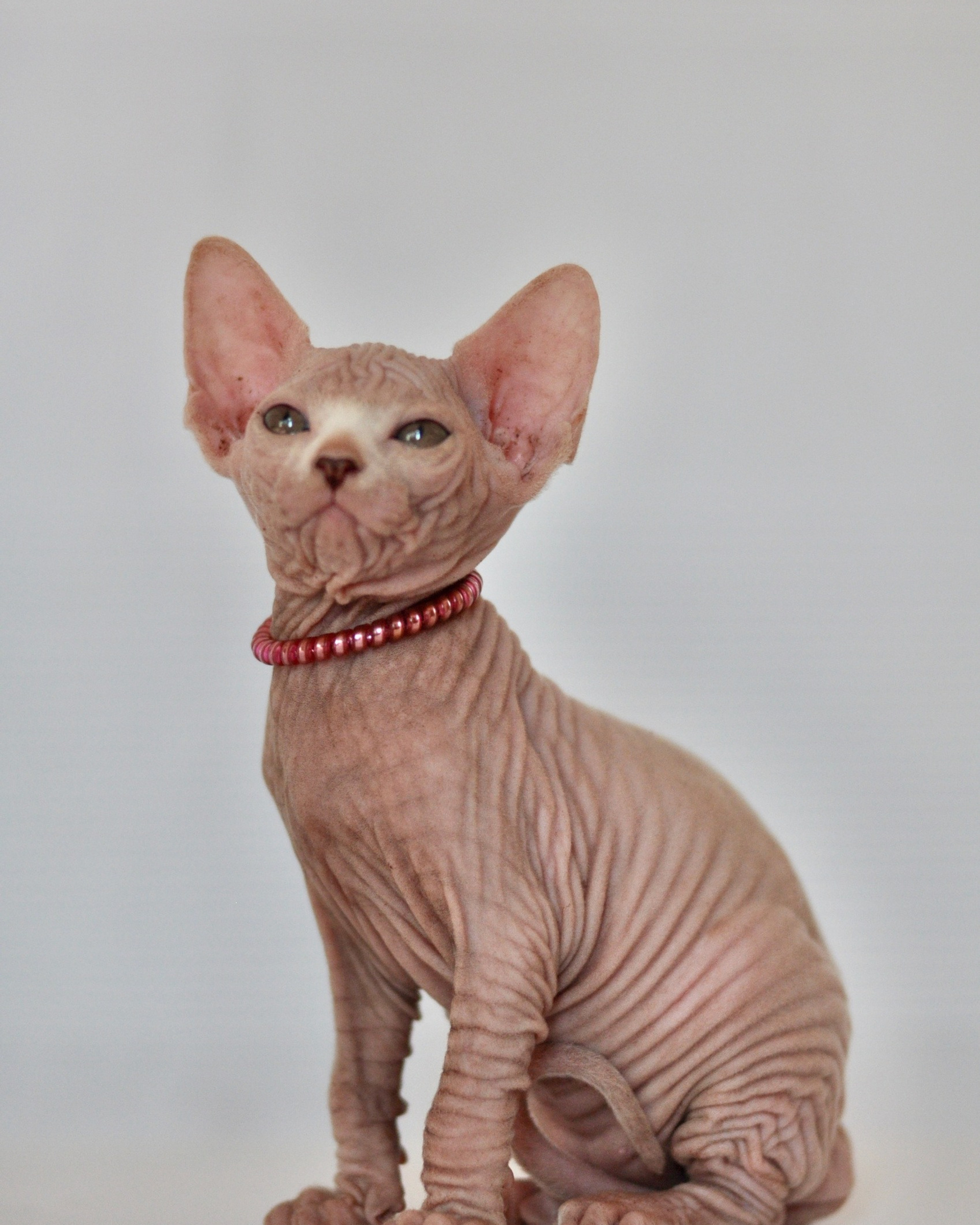 ASTRID (♀) DOB 20/08/2020, color — White yellow eyed (w62) — Found her family