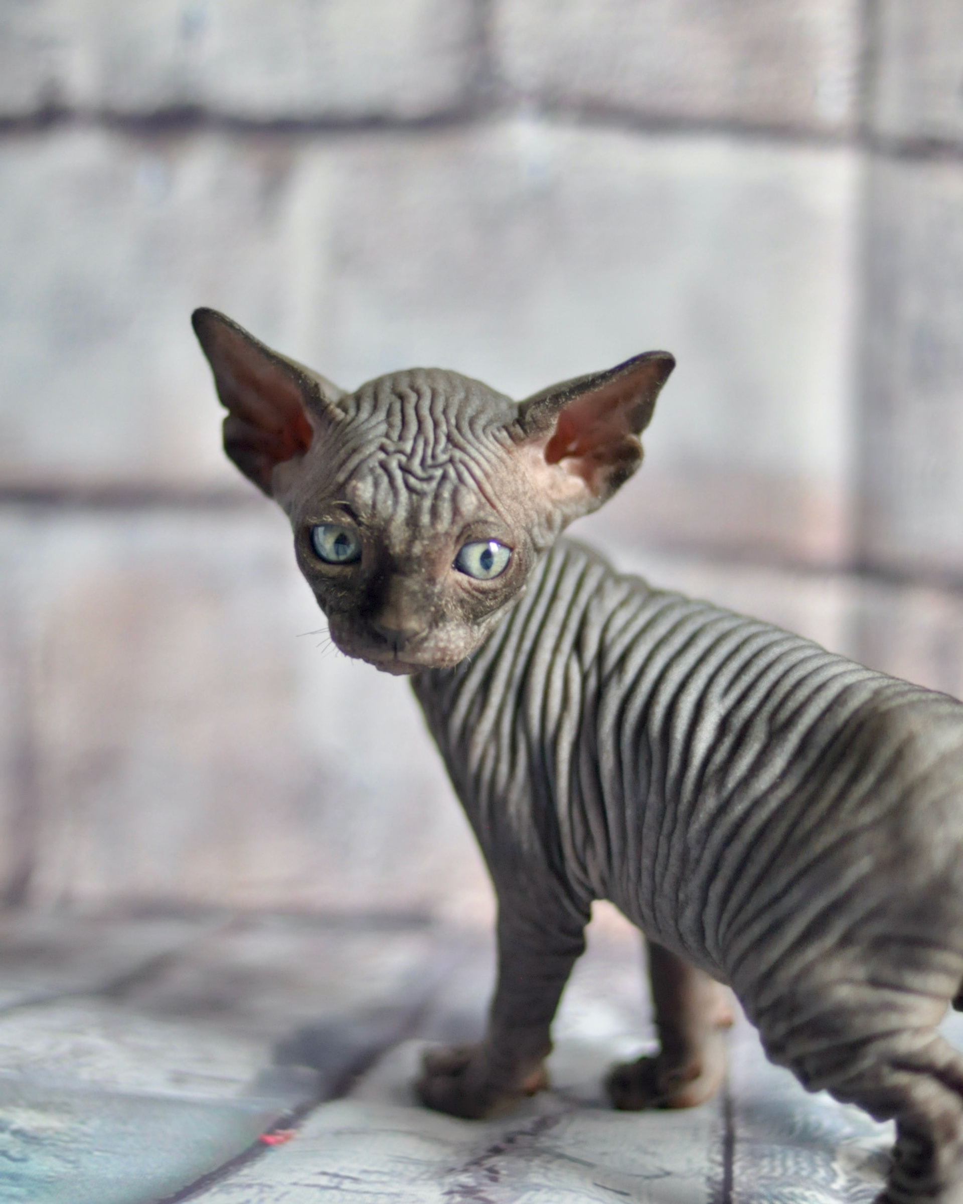 CALVIN (♂), color — Black (n) — found his family