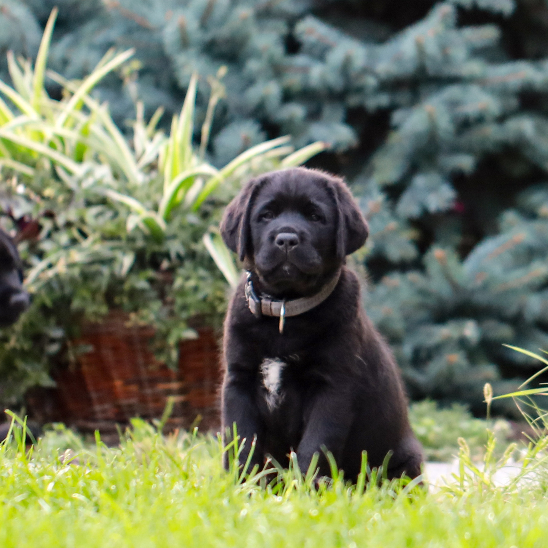 Цуценята. Наталя Твердохліб - дитячий та сімейний фотограф в Дрездені, Німеччина