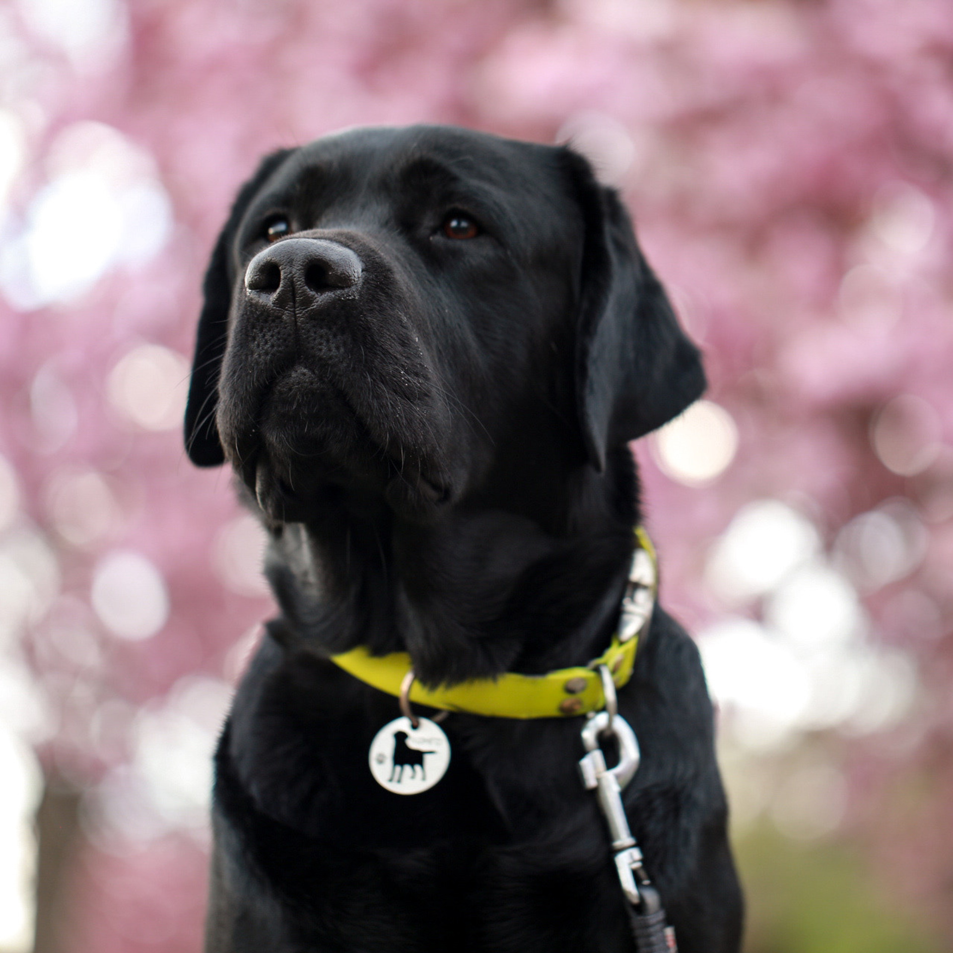 Labrador KONGO. Наталя Твердохліб - дитячий та сімейний фотограф в Дрездені, Німеччина