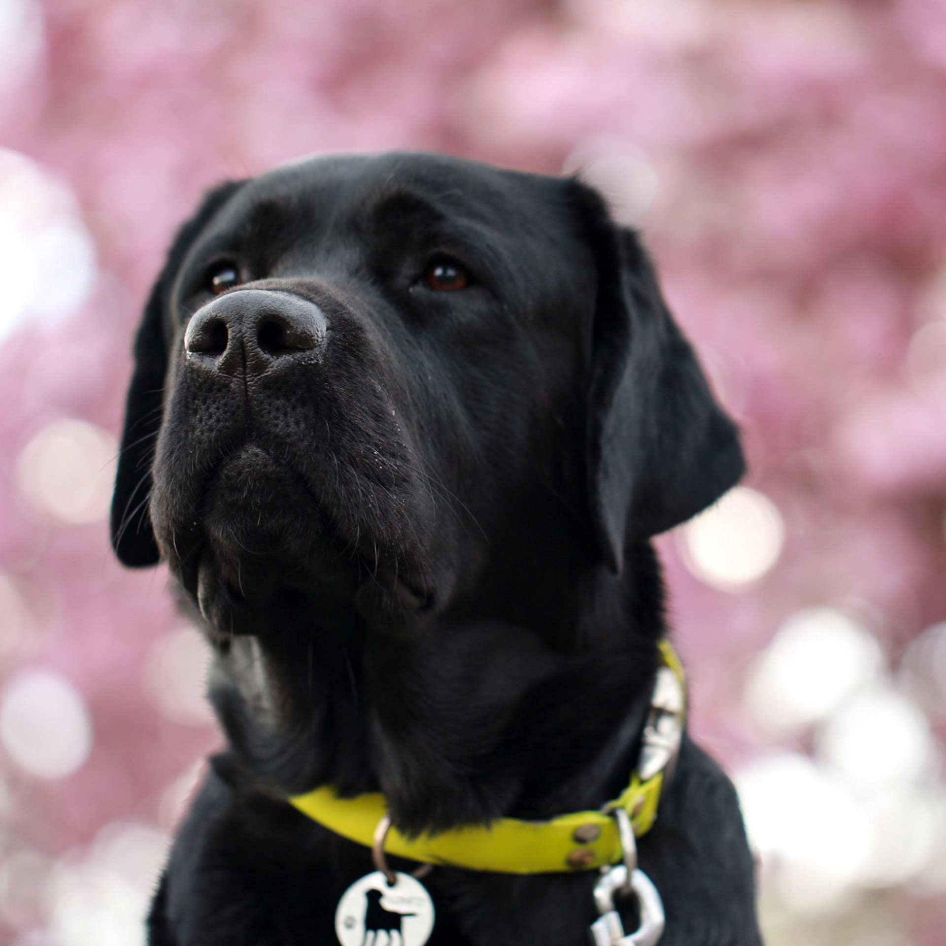 Labrador KONGO. Наталя Твердохліб - дитячий та сімейний фотограф в Дрездені, Німеччина