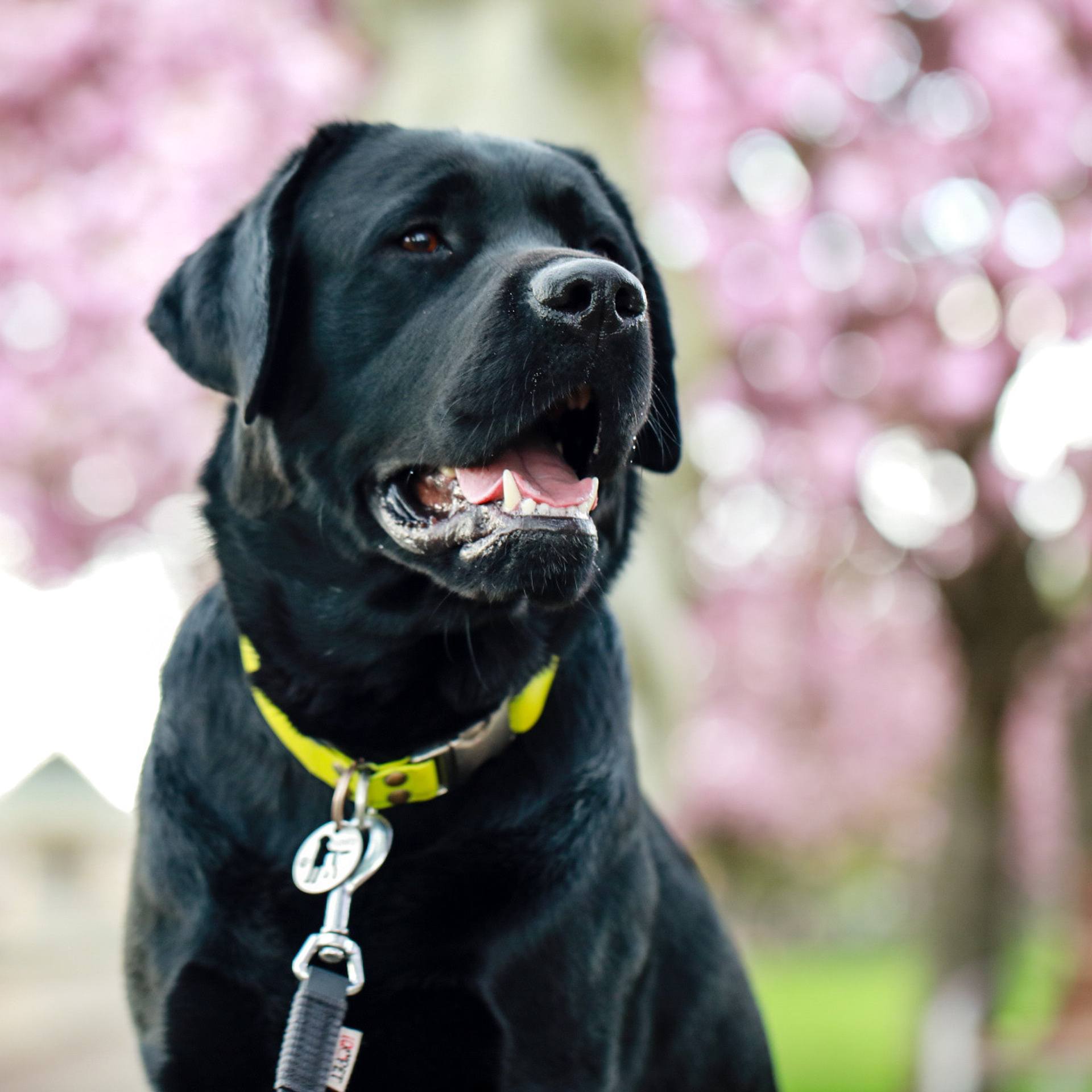 Labrador KONGO. Наталя Твердохліб - дитячий та сімейний фотограф в Дрездені, Німеччина