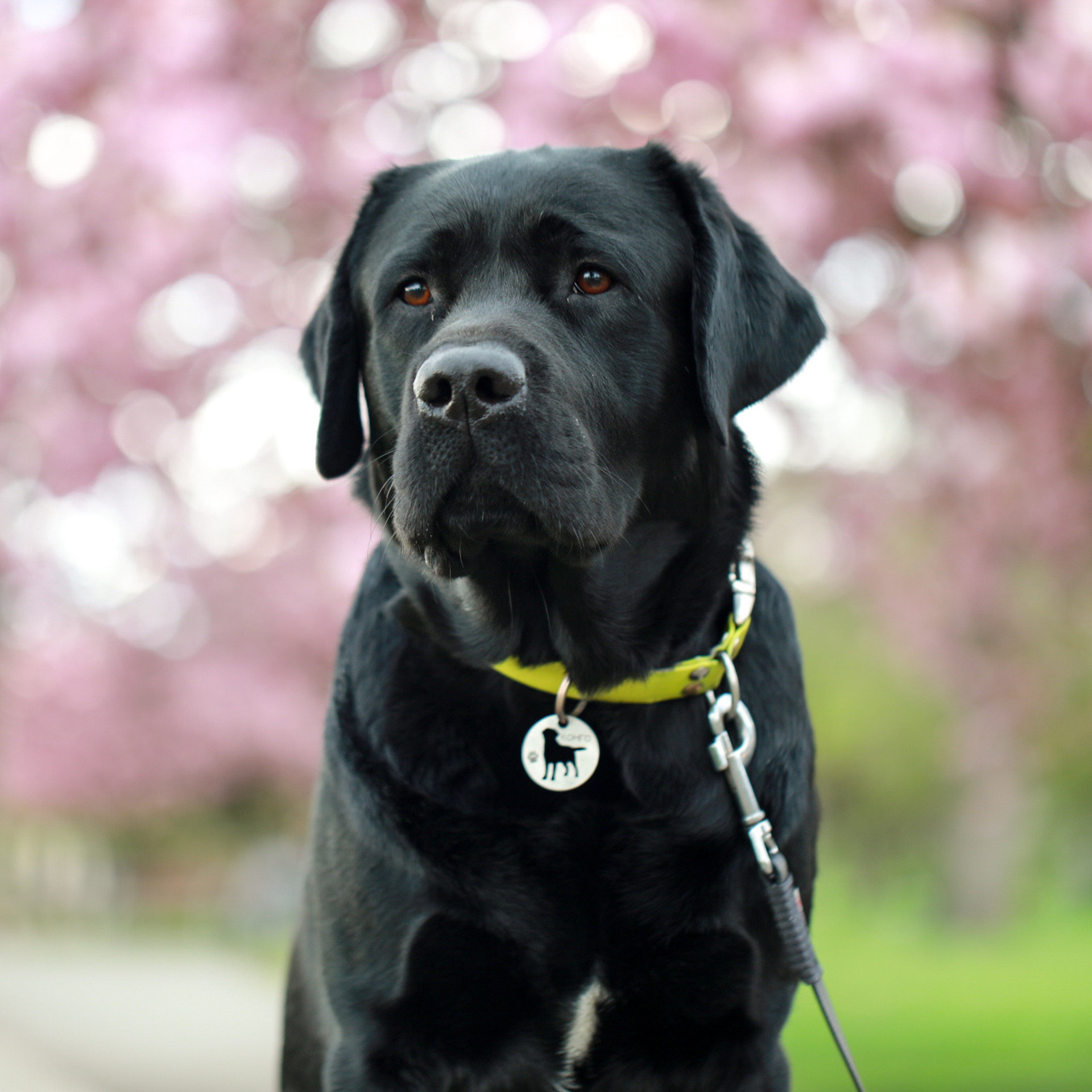 Labrador KONGO. Наталя Твердохліб - дитячий та сімейний фотограф в Дрездені, Німеччина