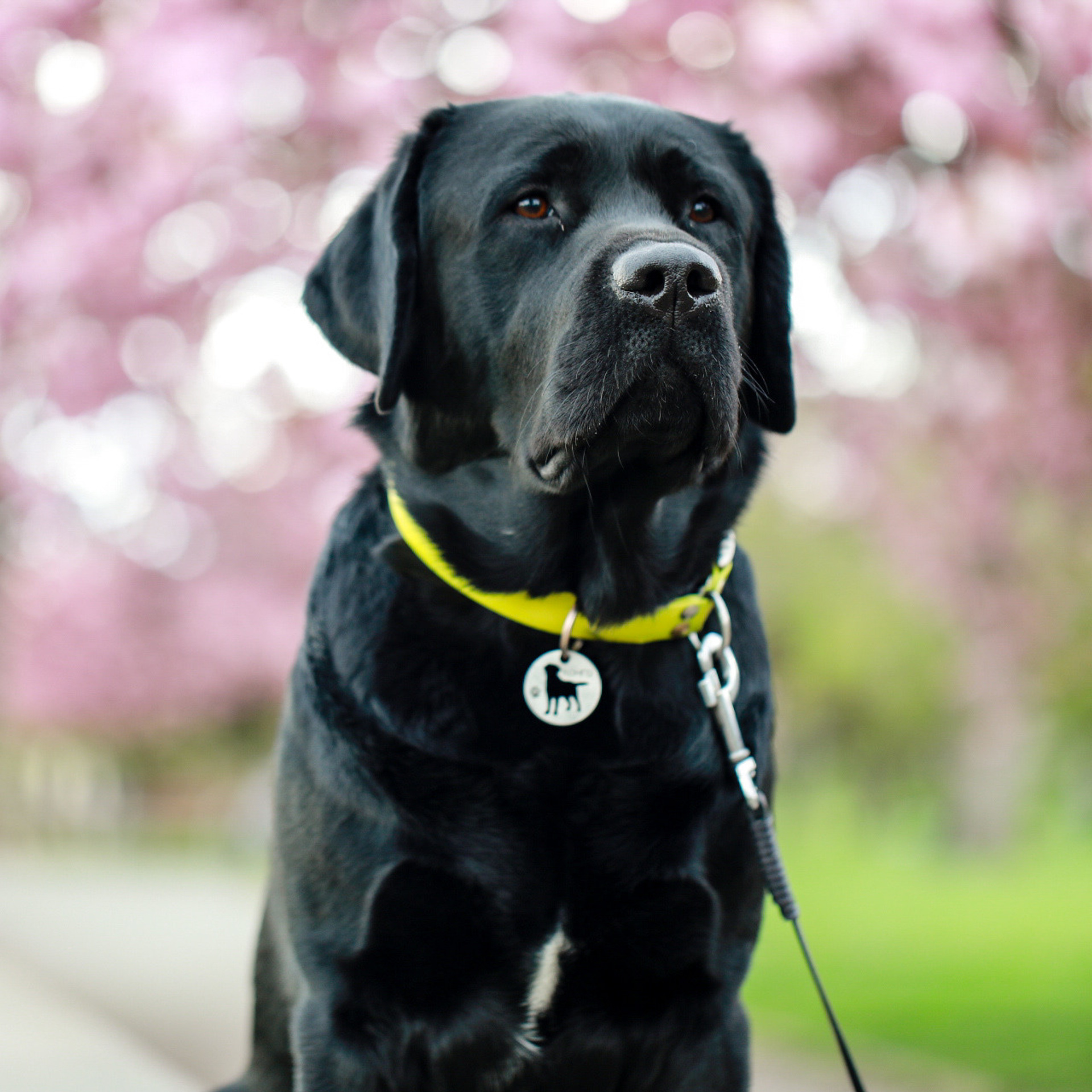 Labrador KONGO. Наталя Твердохліб - дитячий та сімейний фотограф в Дрездені, Німеччина