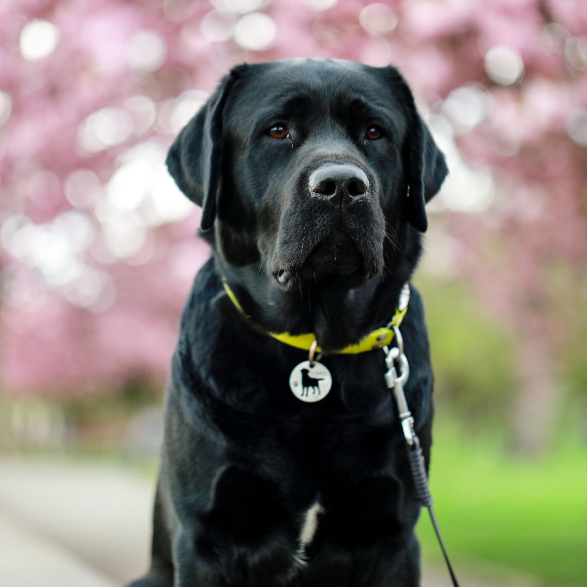 Labrador KONGO. Наталя Твердохліб - дитячий та сімейний фотограф в Дрездені, Німеччина