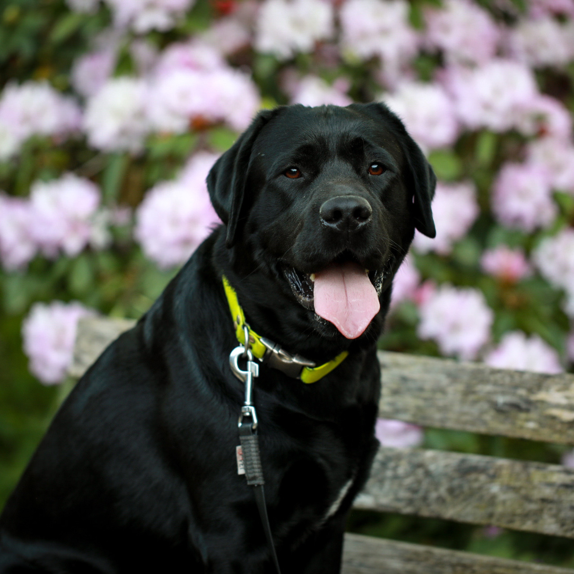 Labrador KONGO. Наталя Твердохліб - дитячий та сімейний фотограф в Дрездені, Німеччина