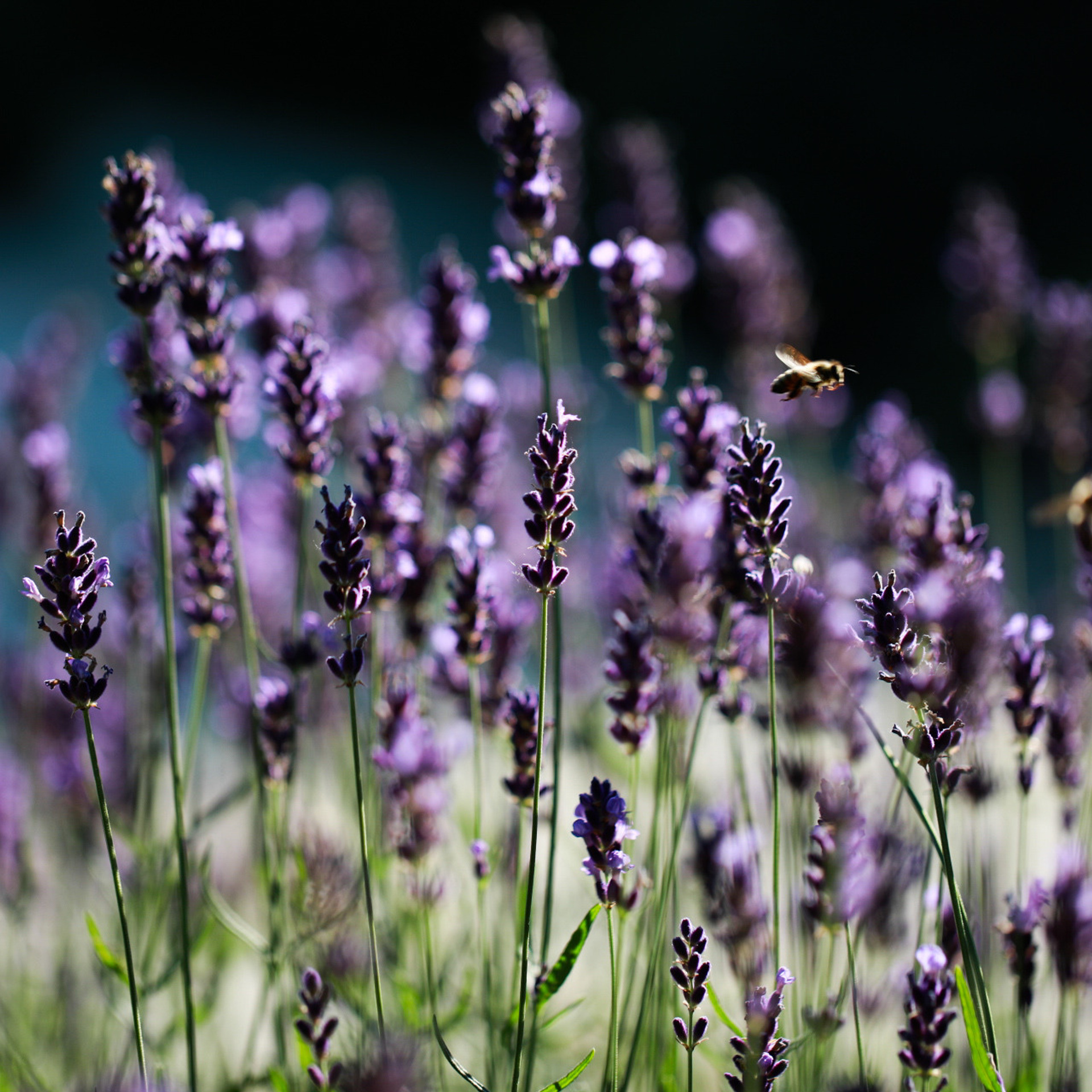 Лавандова історія. Наталя Твердохліб - дитячий та сімейний фотограф в Дрездені, Німеччина