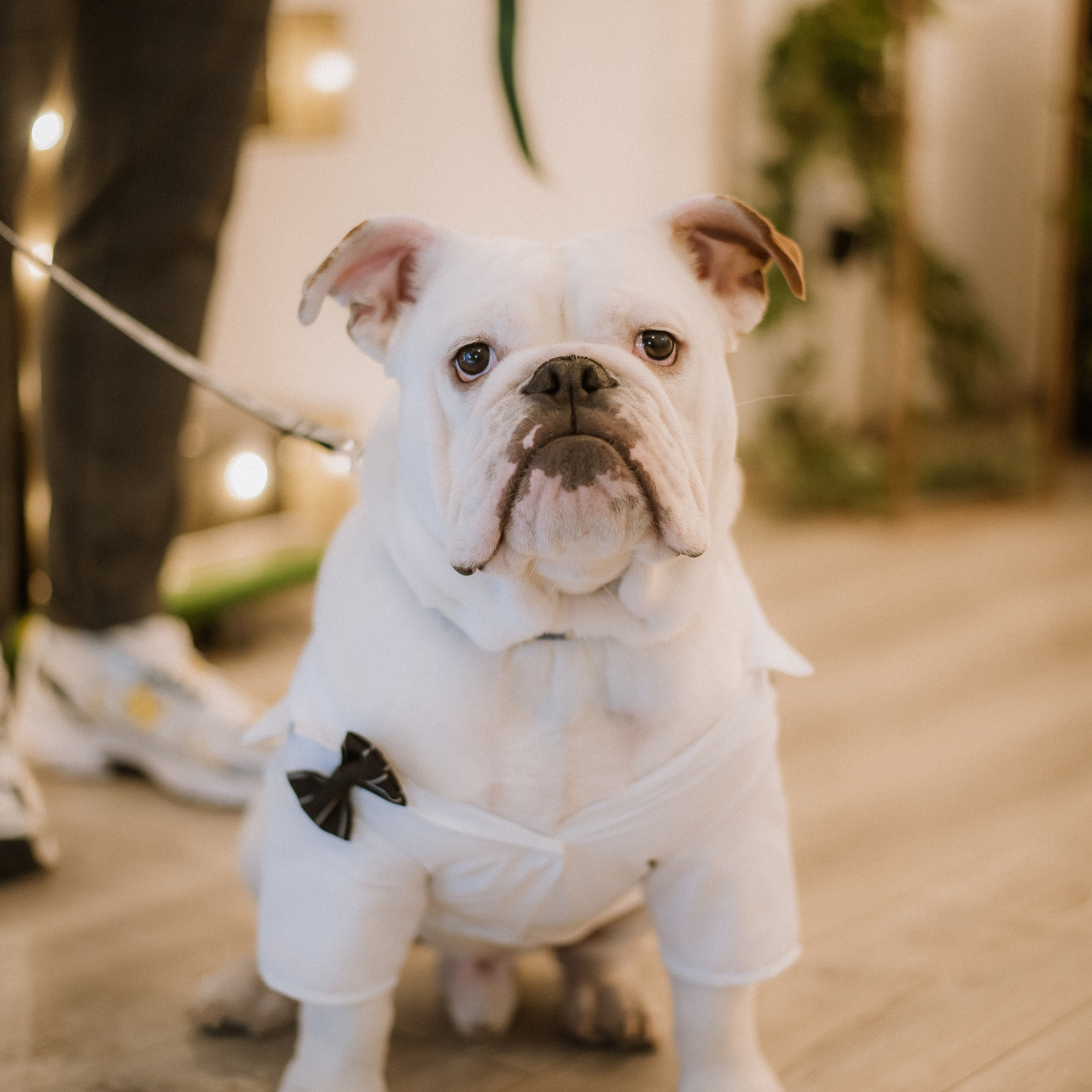 Свадебный и семейный фотограф Киев, Украина, Александра Александрова. Весільний та фотограф Київ Україна Олександра, свадебный Киев Украина