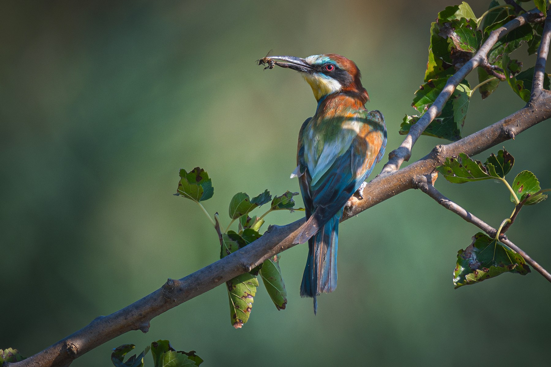 My photostories. My Wildlife Story