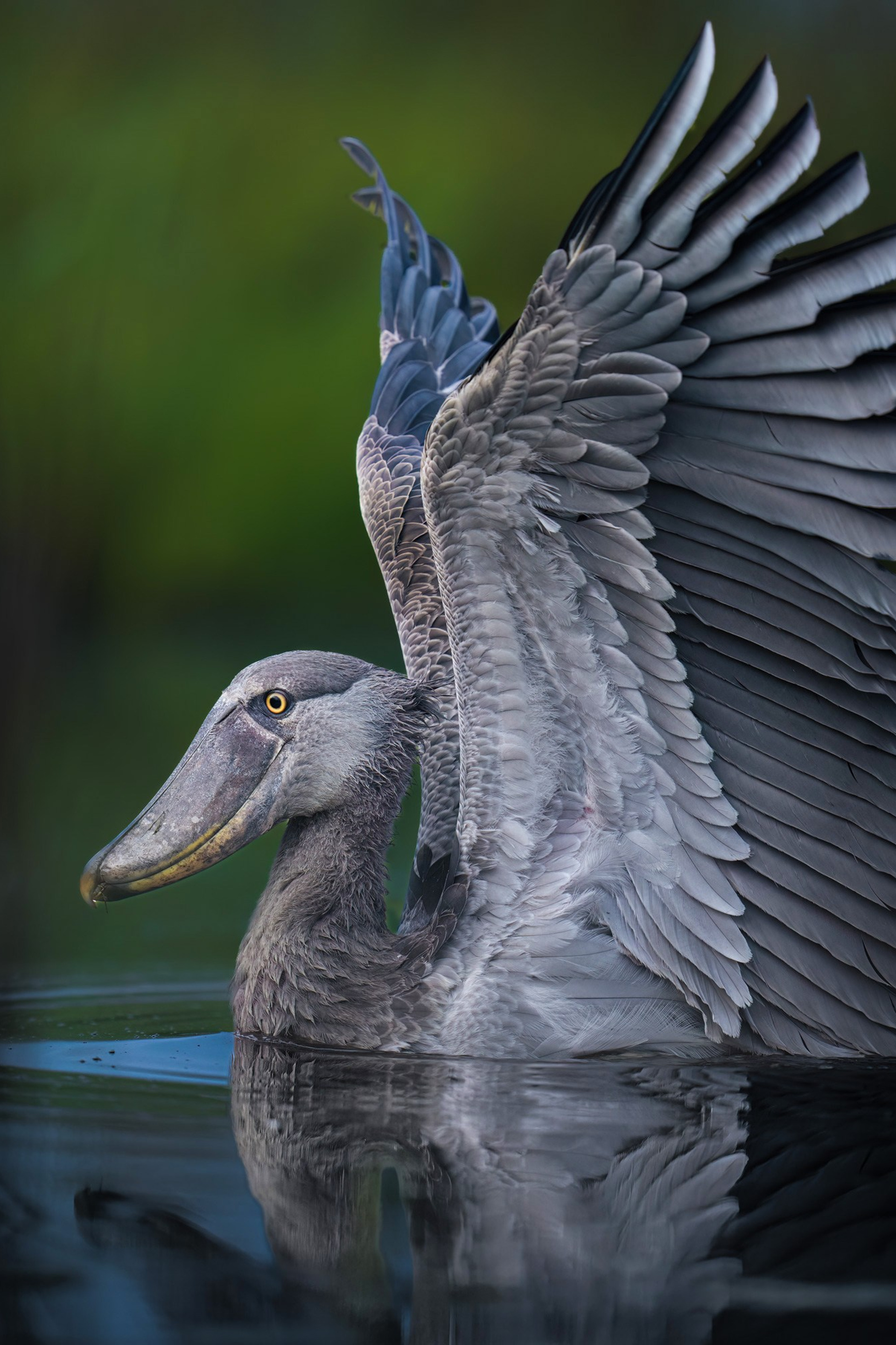 ABOUT. Fine art wildlife photographer Alexandra Surkova