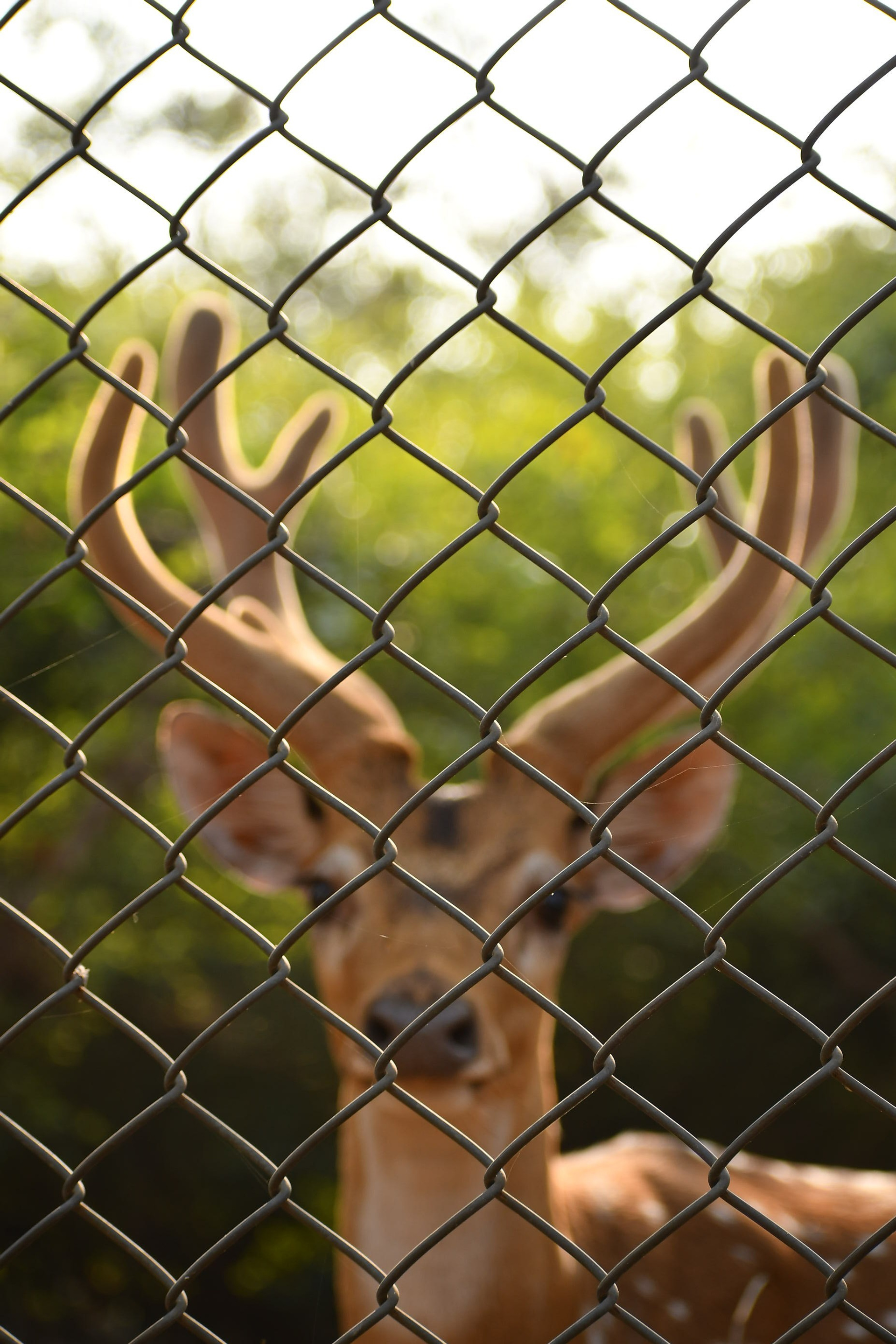 Wildlife