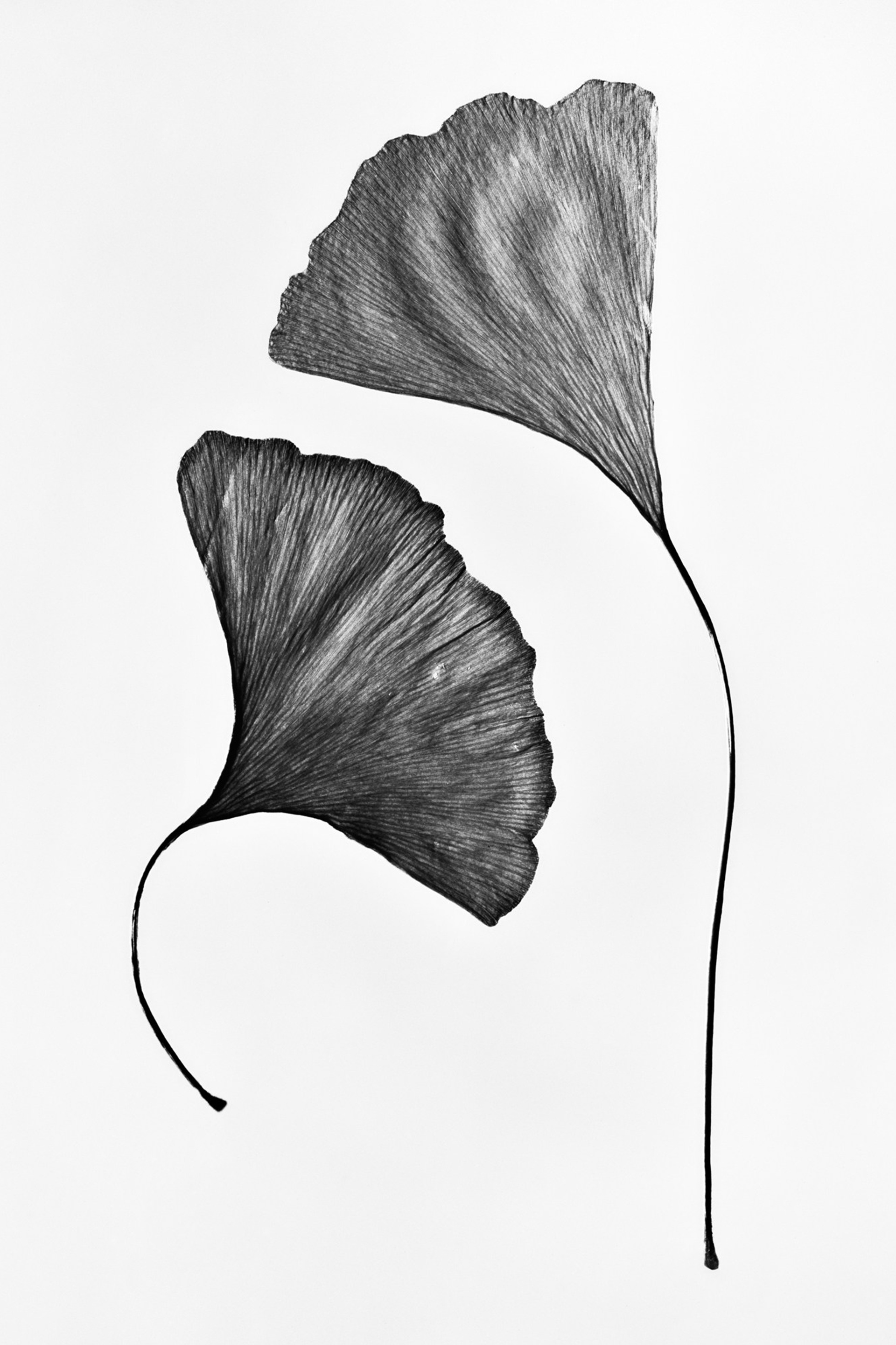 Objectivity is a black-and-white fine art photography series by Igor Mokhovyk, photographed on 4×5 large-format film. Explore the complete series.