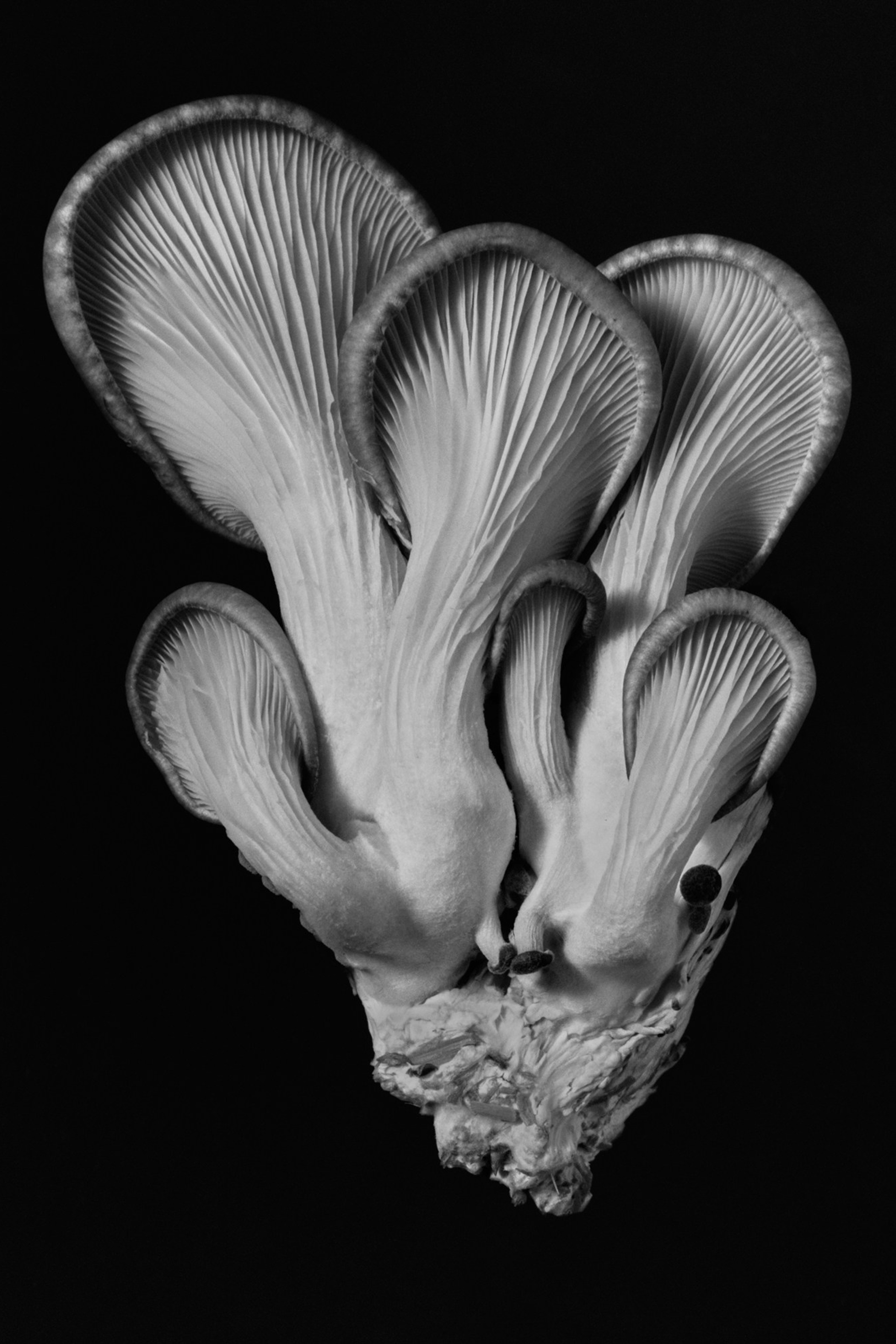Objectivity is a black-and-white fine art photography series by Igor Mokhovyk, photographed on 4×5 large-format film. Explore the complete series.