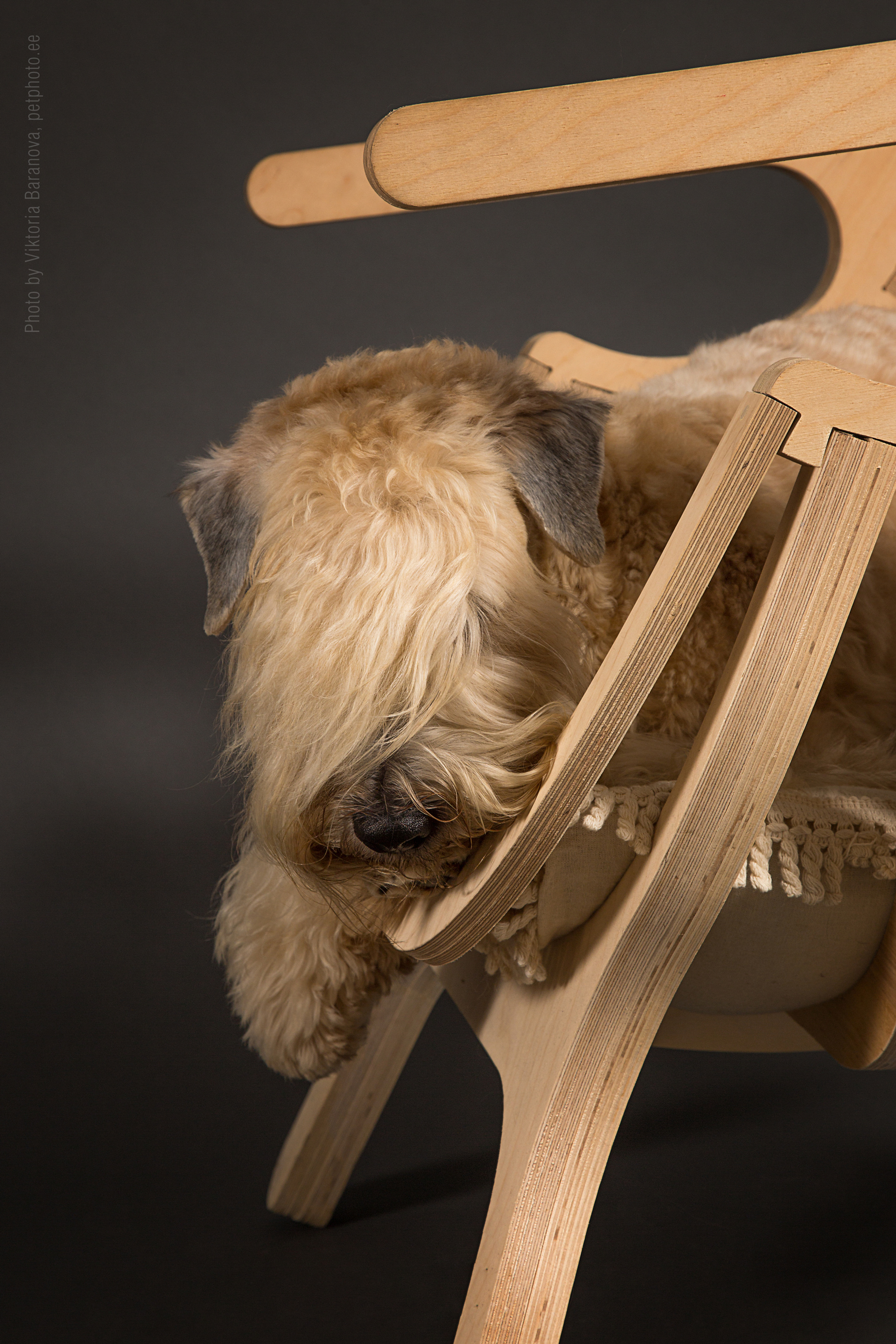 Pshenichniye Terriery (7 фото)