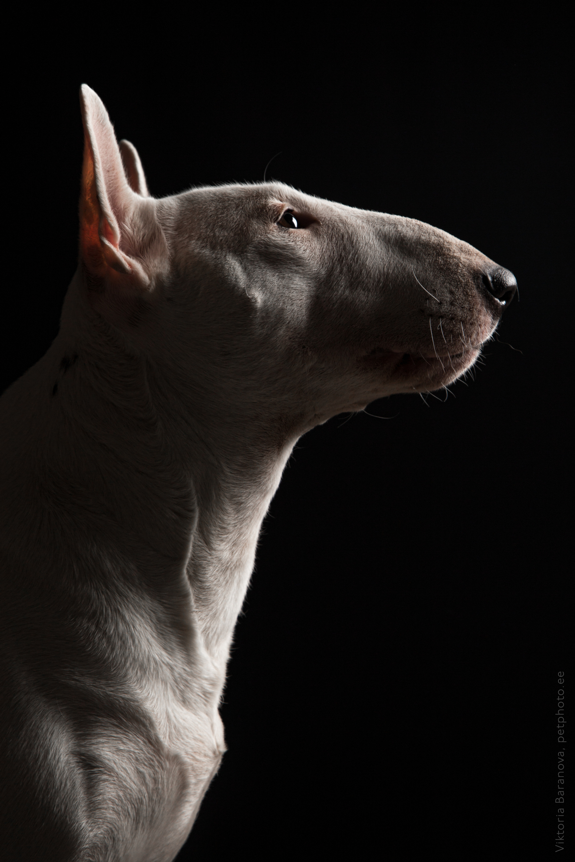 Nelli Privalova (4 фото)