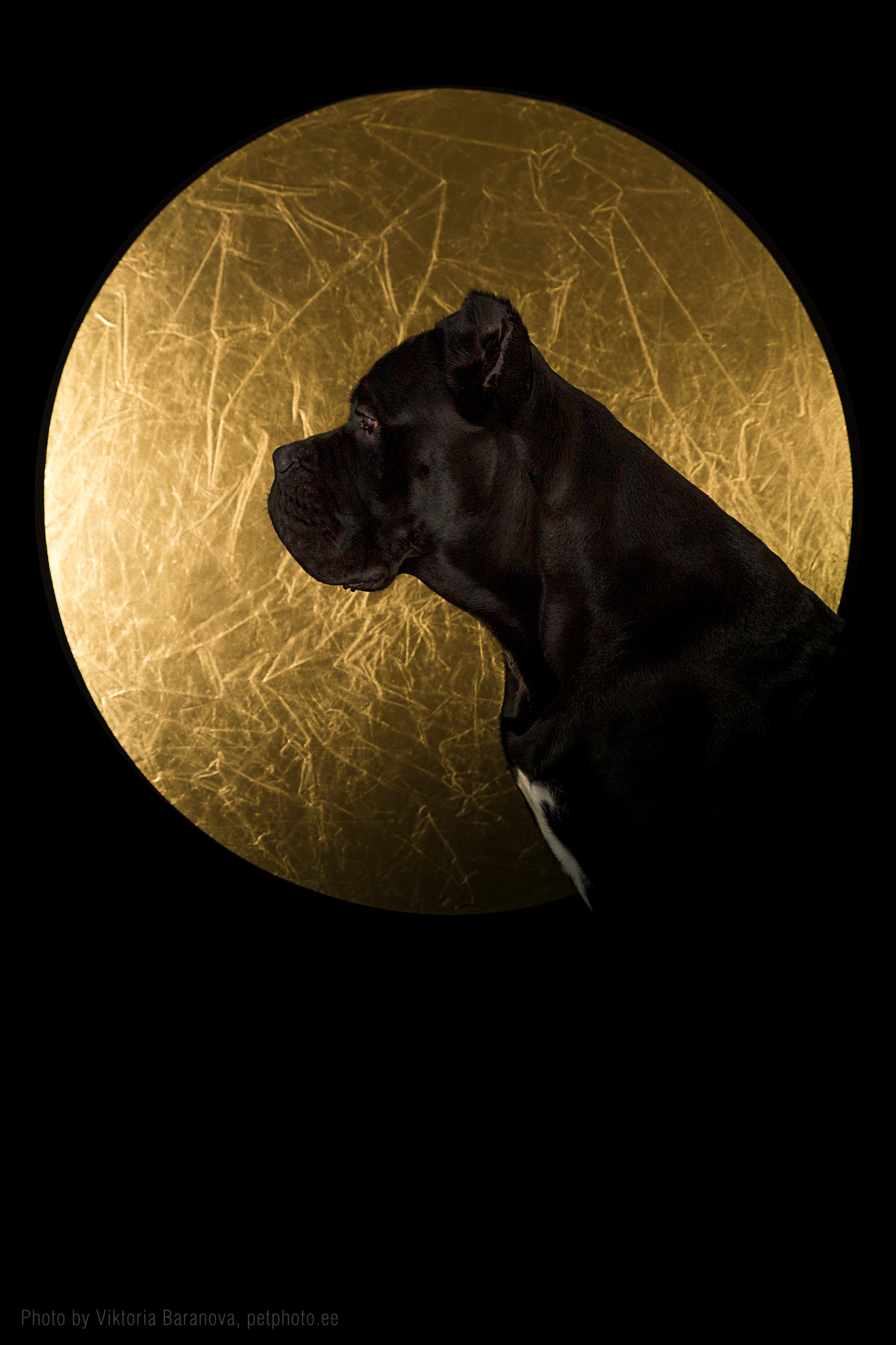 Cane corso