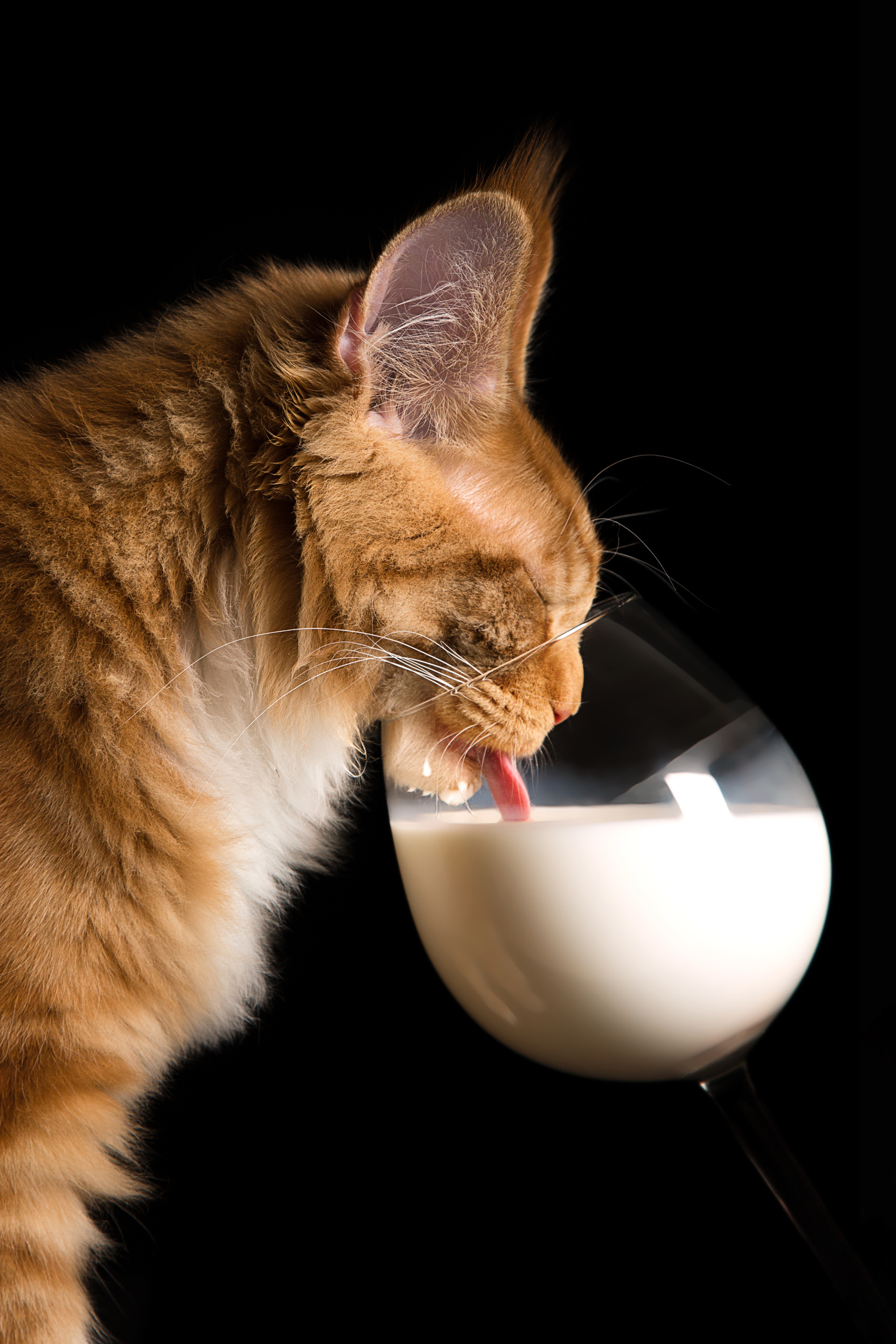 Maine Coon (8 фото)