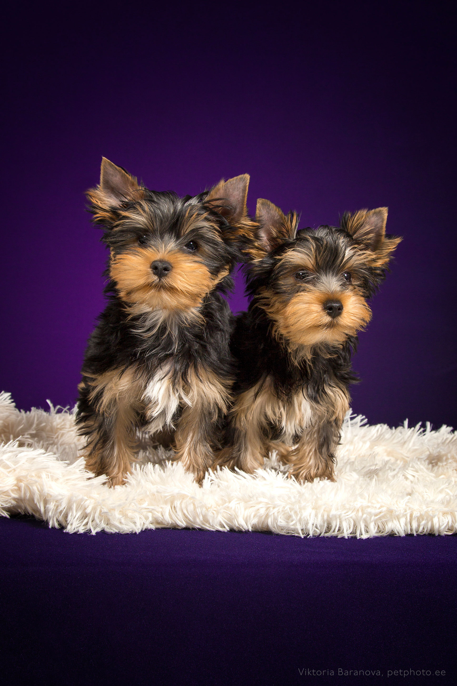 Puppies (10 фото)