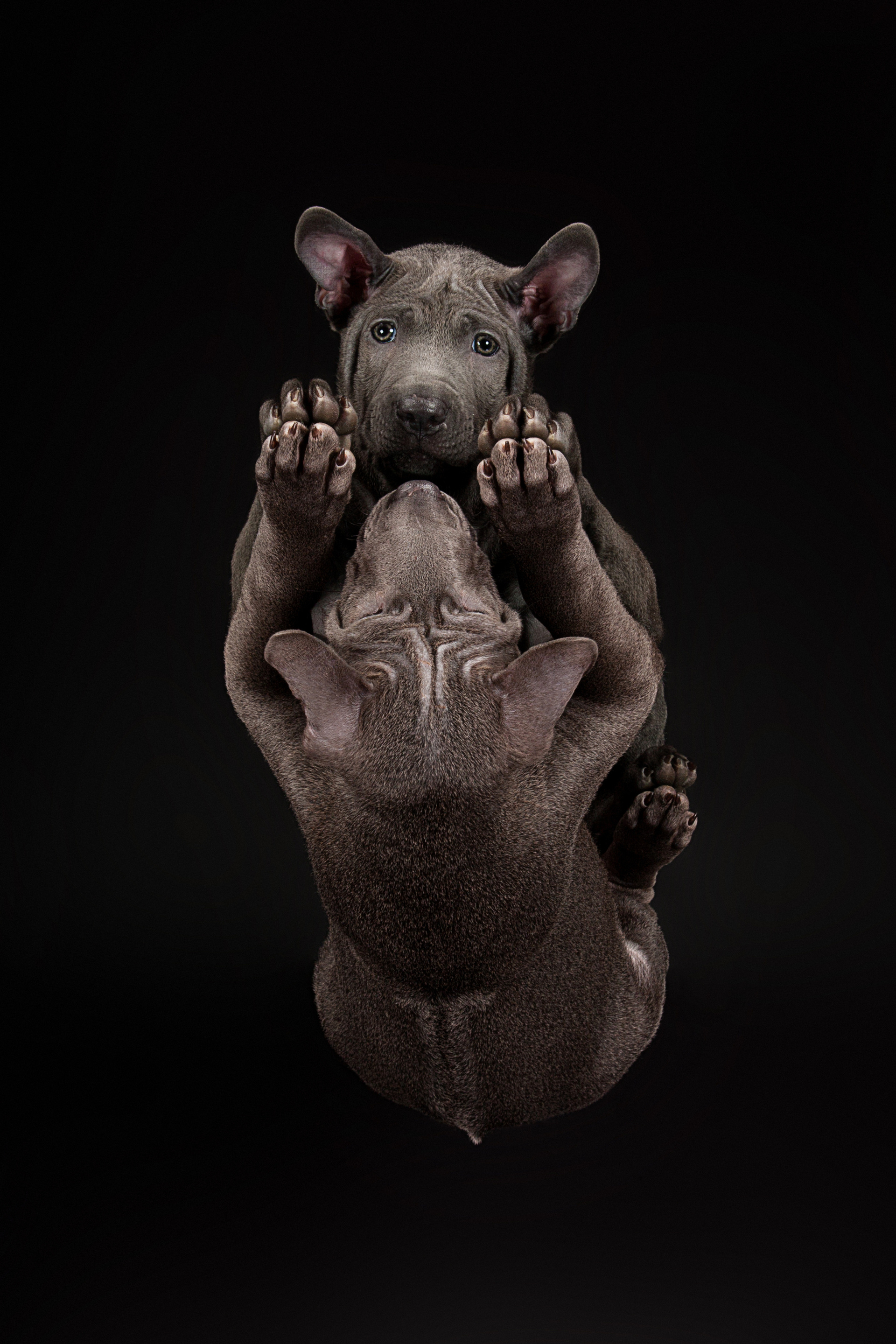 Thai Ridgeback (7 фото)