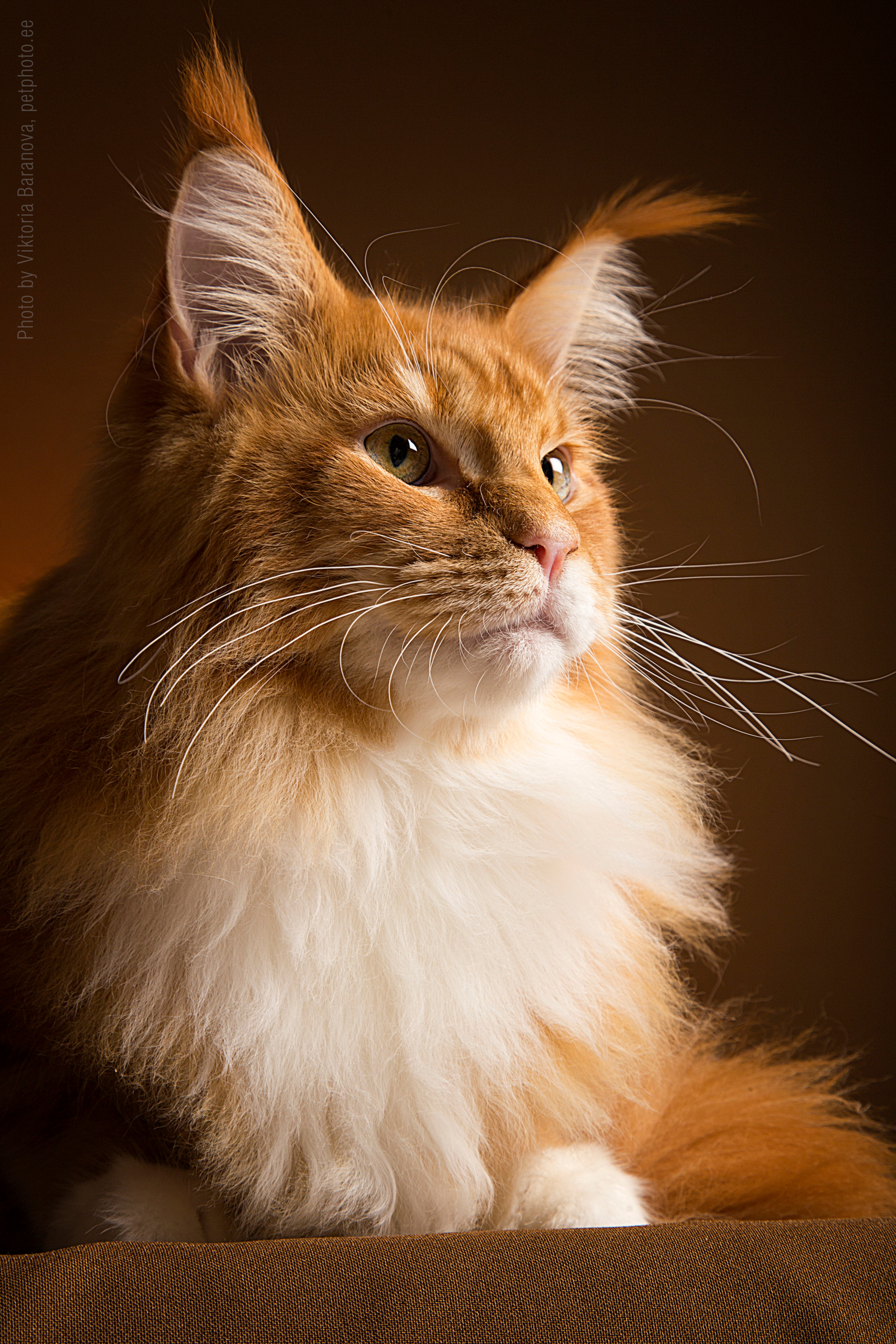 Hercules (10 фото)