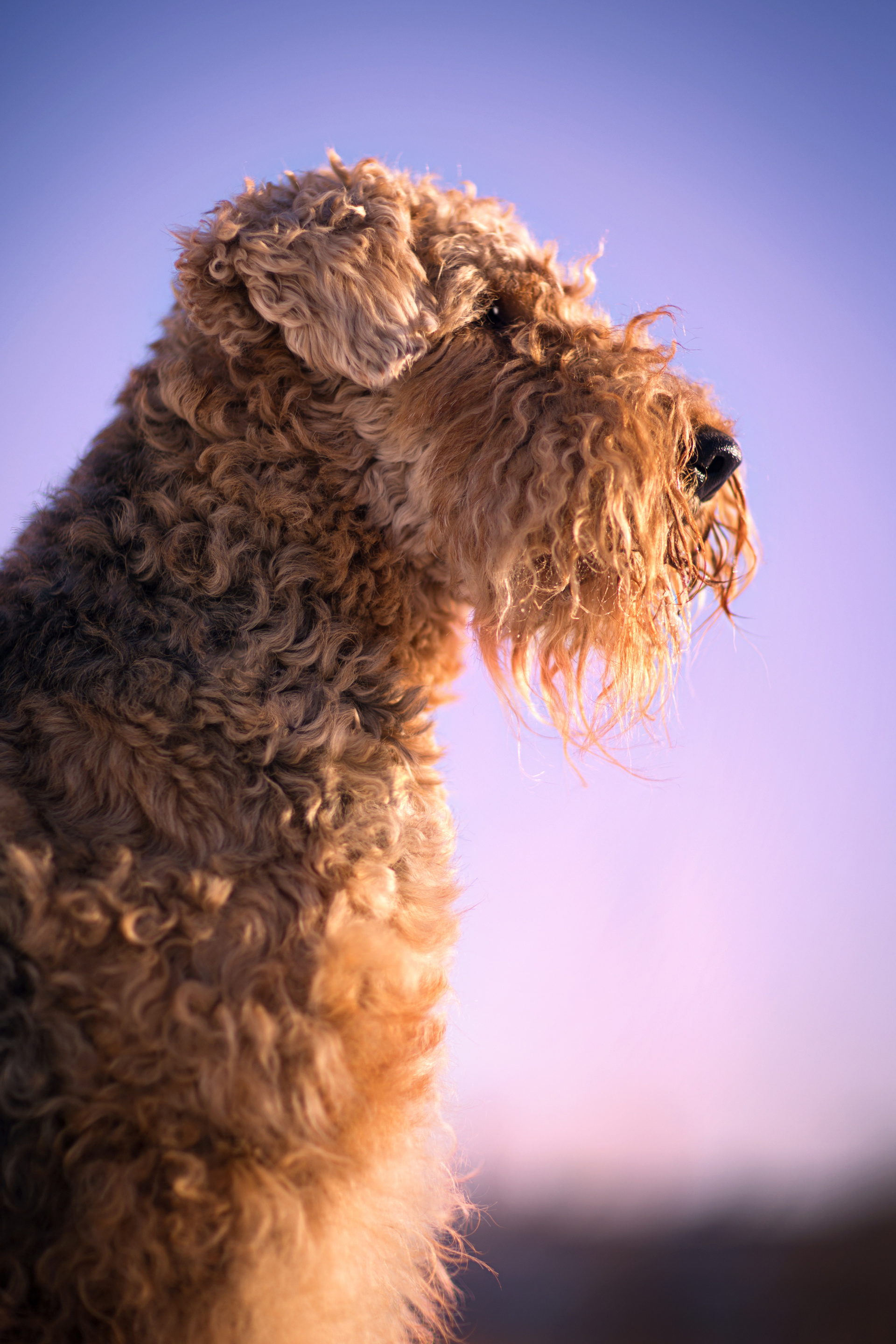 Airedale terrier
