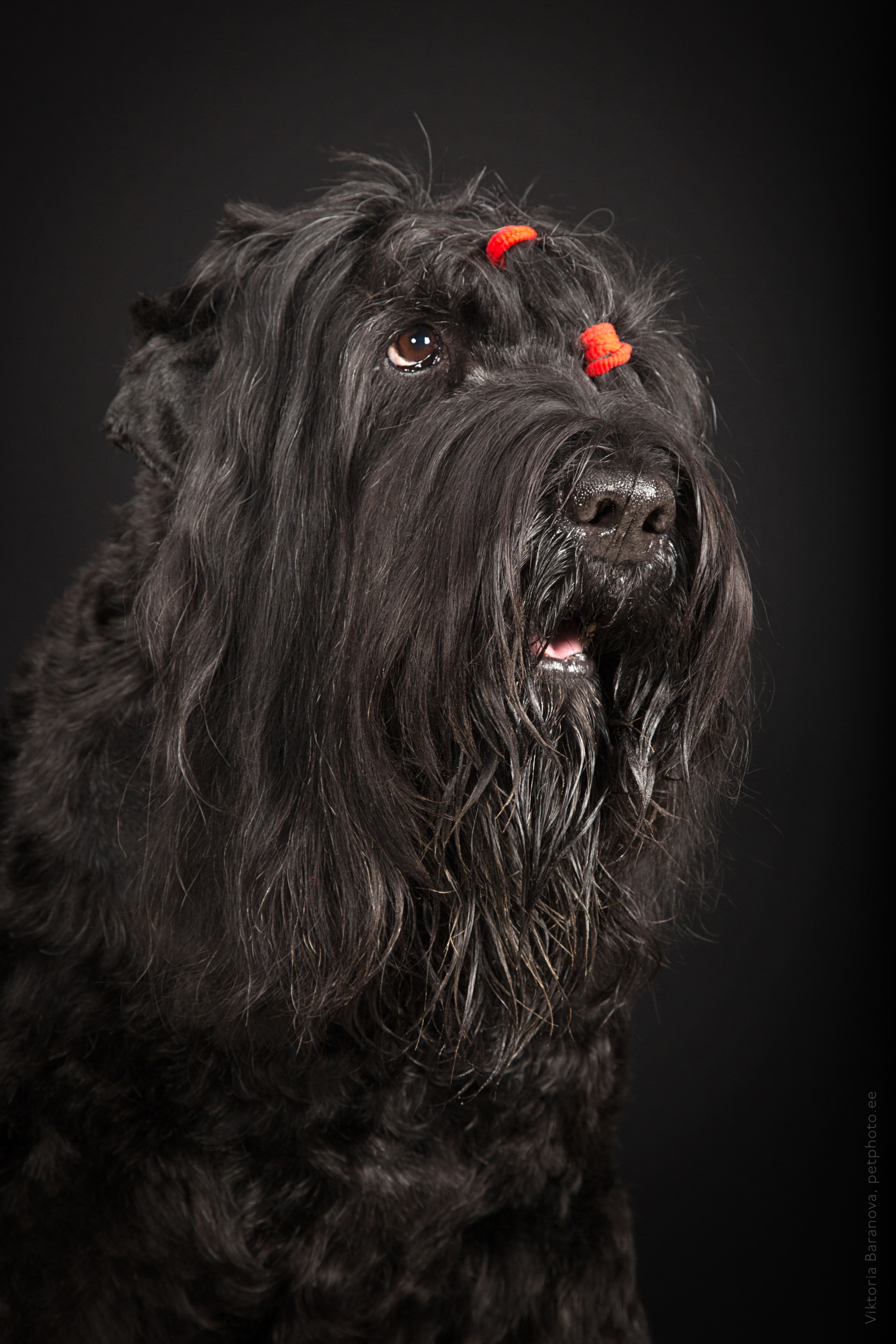 Russkie terrieri (5 фото)