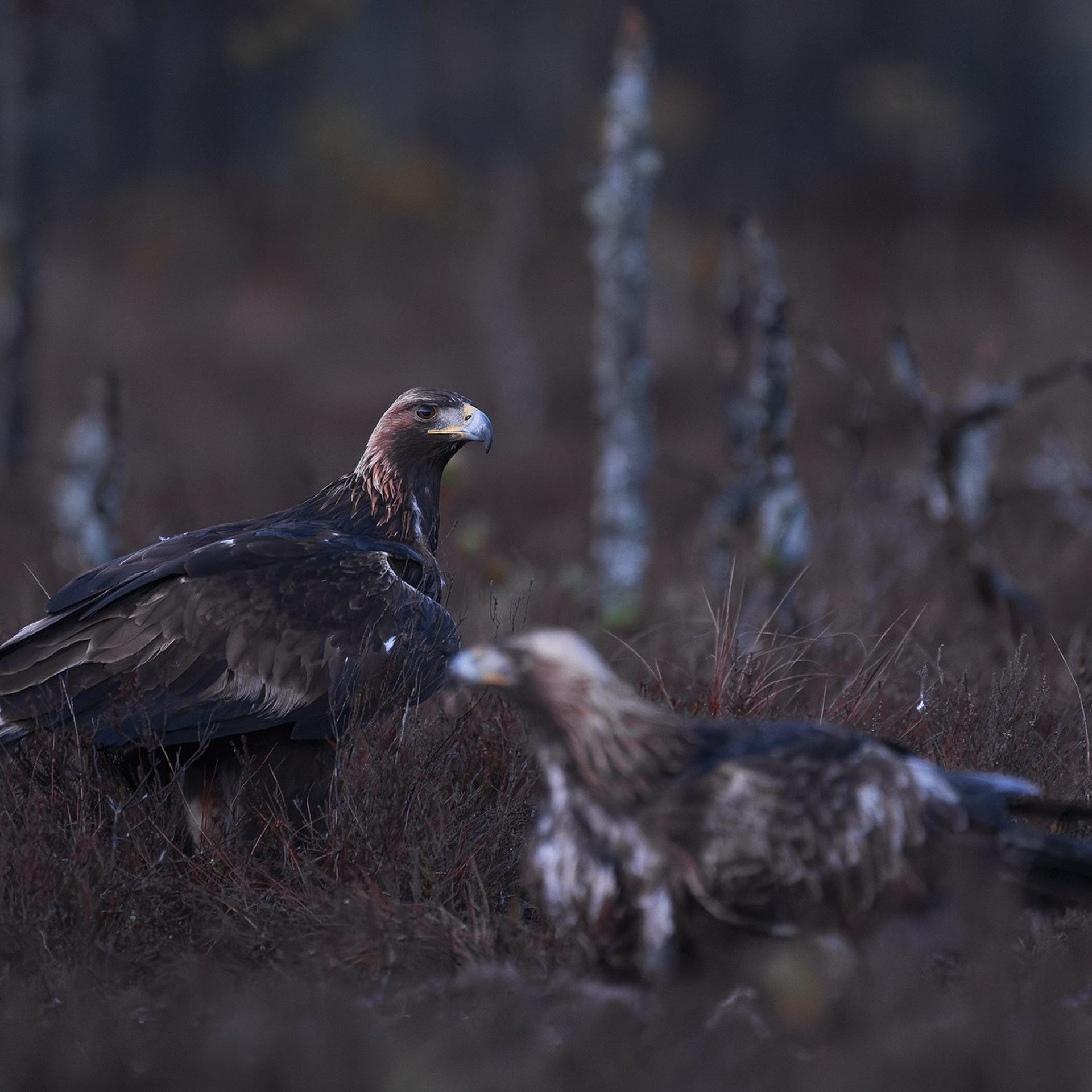 Photography eagle hides — October tours