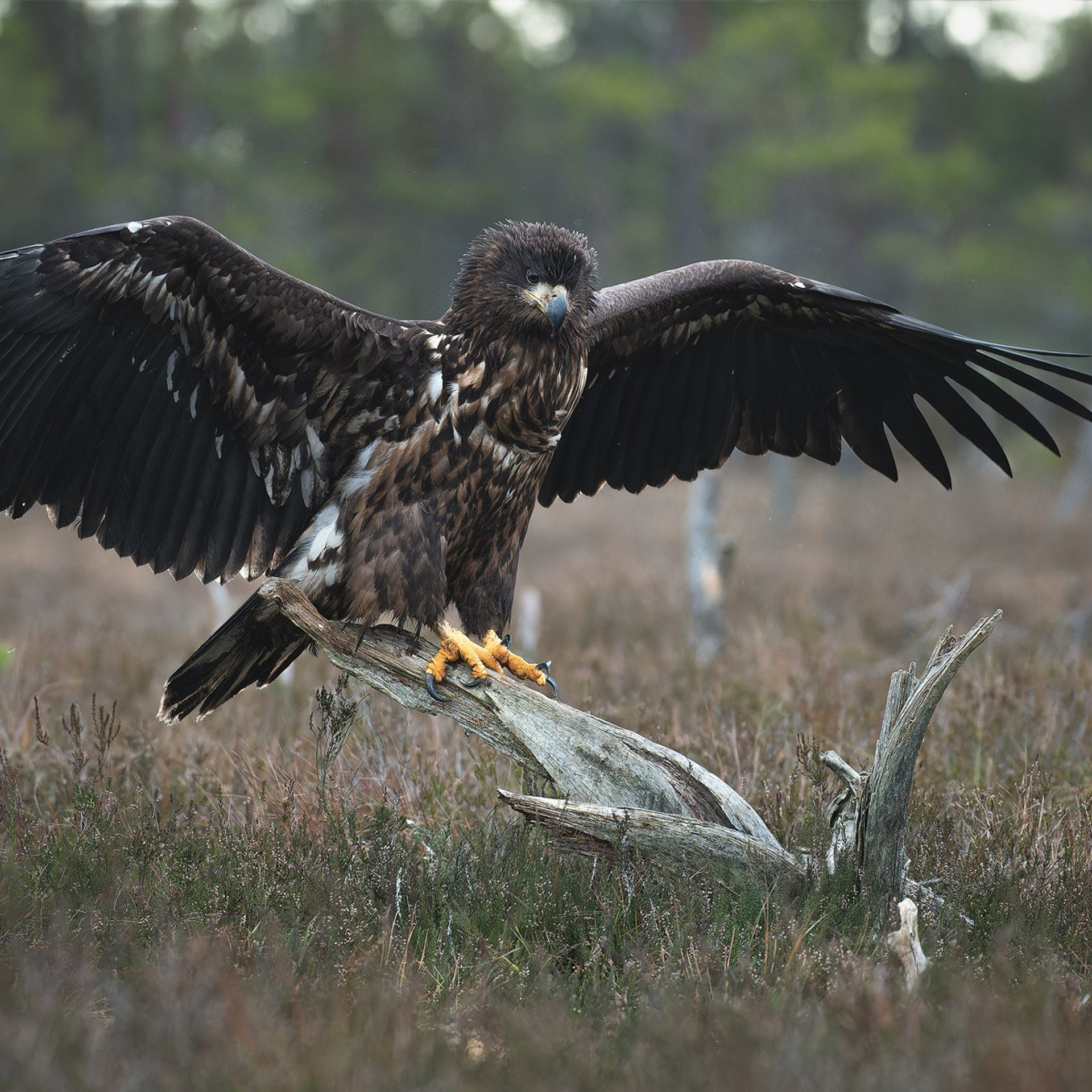 Photography eagle hides — October tours