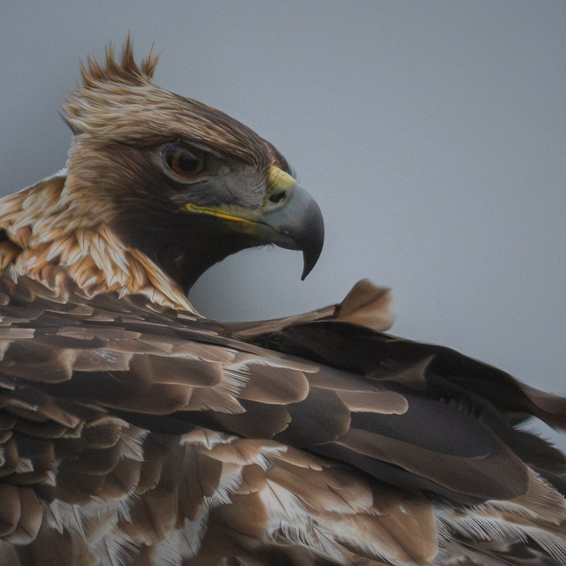 Golden eagle WEB Cam access