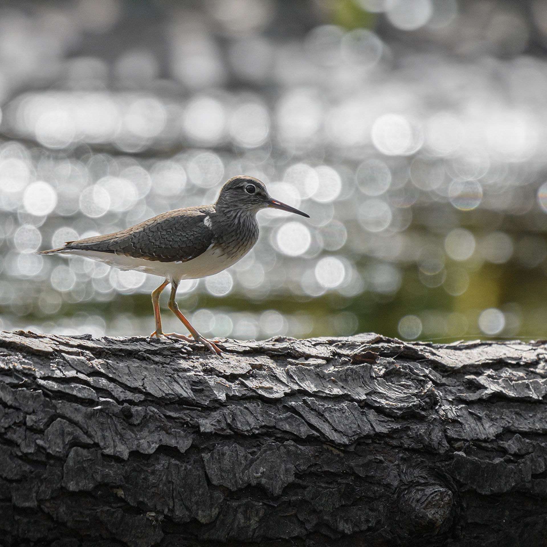 Feedback. My Wildlife Story