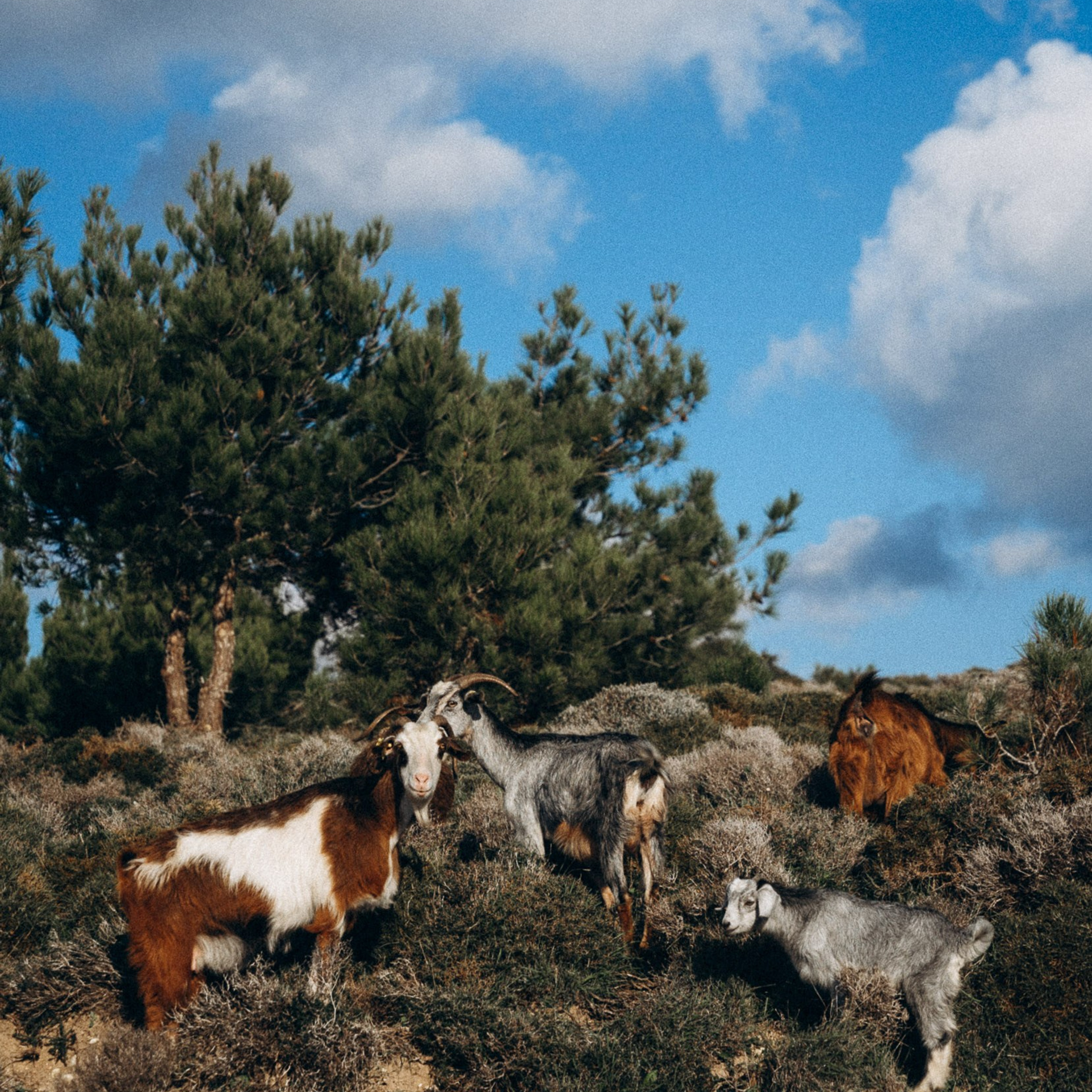 Остров Кос — Греция 🇬🇷. Anita_photo