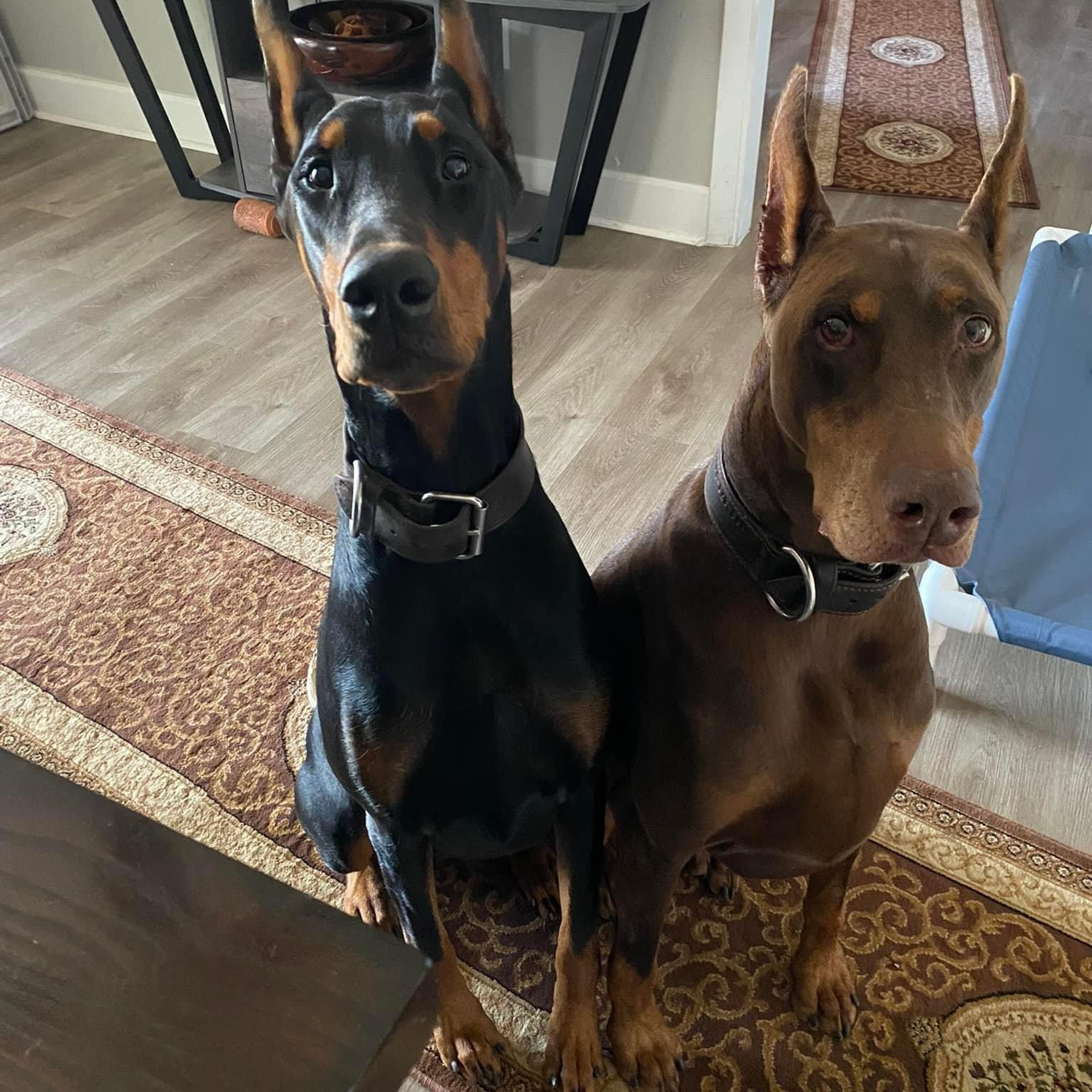 REVIEWS. Spumanti Dobermans