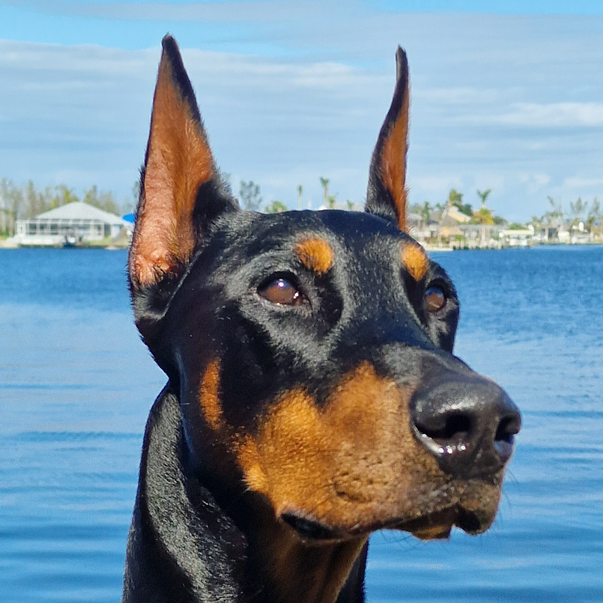 REVIEWS. Spumanti Dobermans