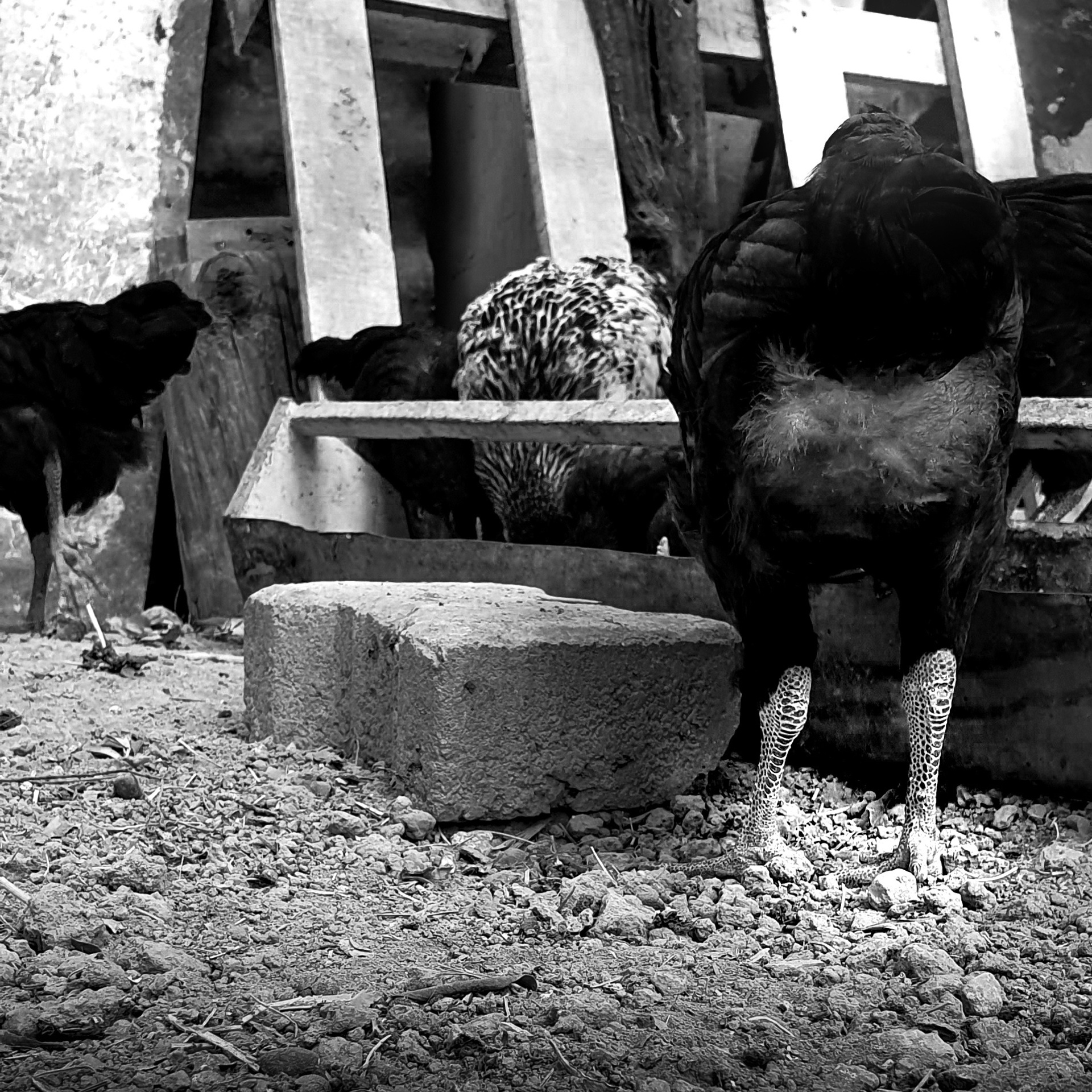 Street фото. Consultation on printing in various magazines, illustrations for books