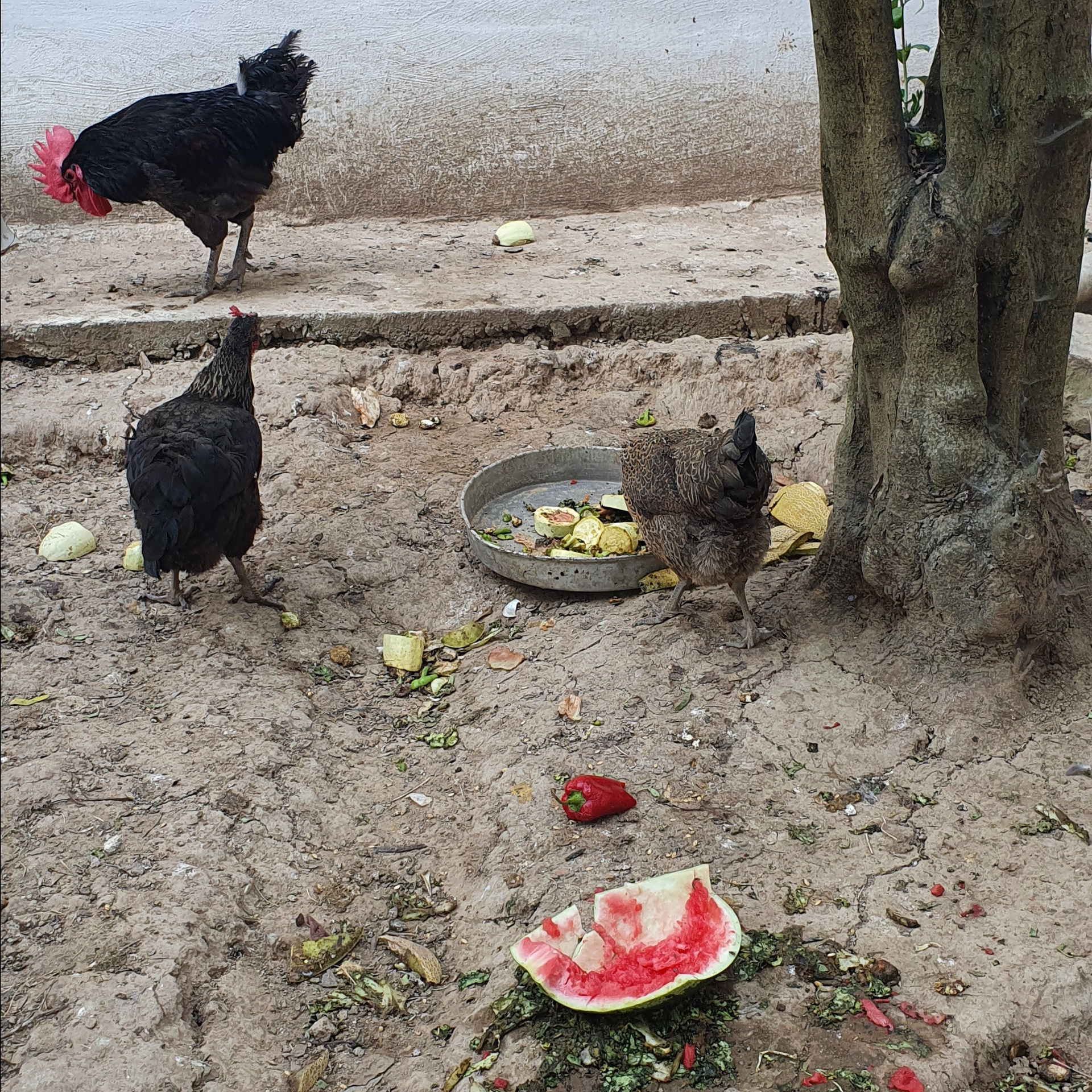 Street фото. Consultation on printing in various magazines, illustrations for books