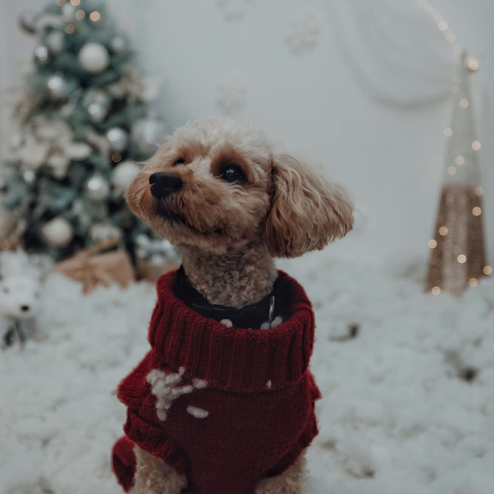 🎄 SEDINTE FOTO DE CRACIUN 2025. Emotions Photo Art