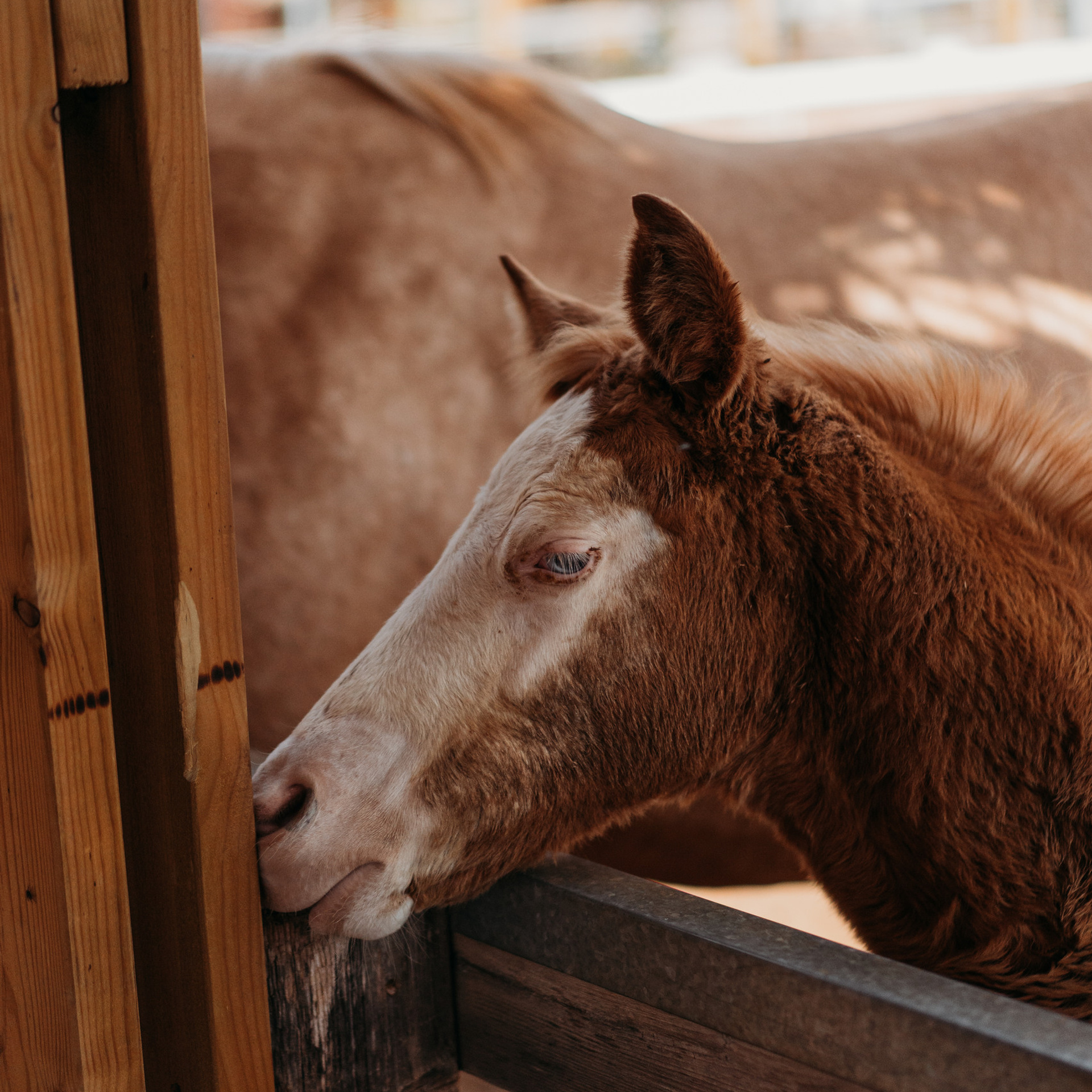 Отзывы. Семейный фотограф в Израиле