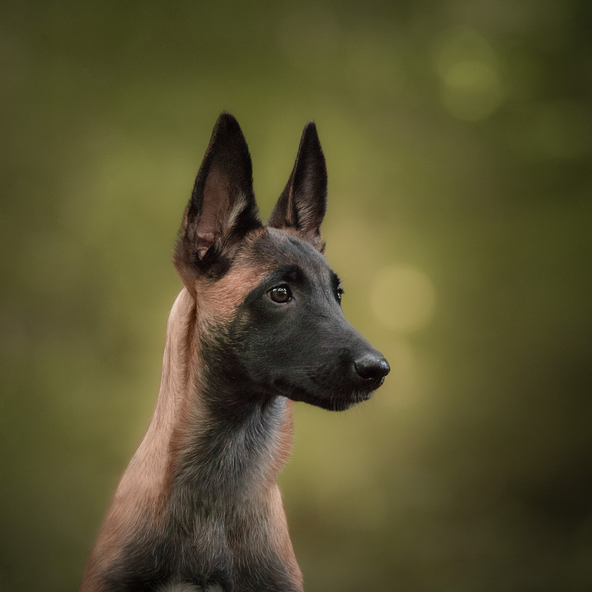 Tierfotografie und Familienfotografie in der Hallertau