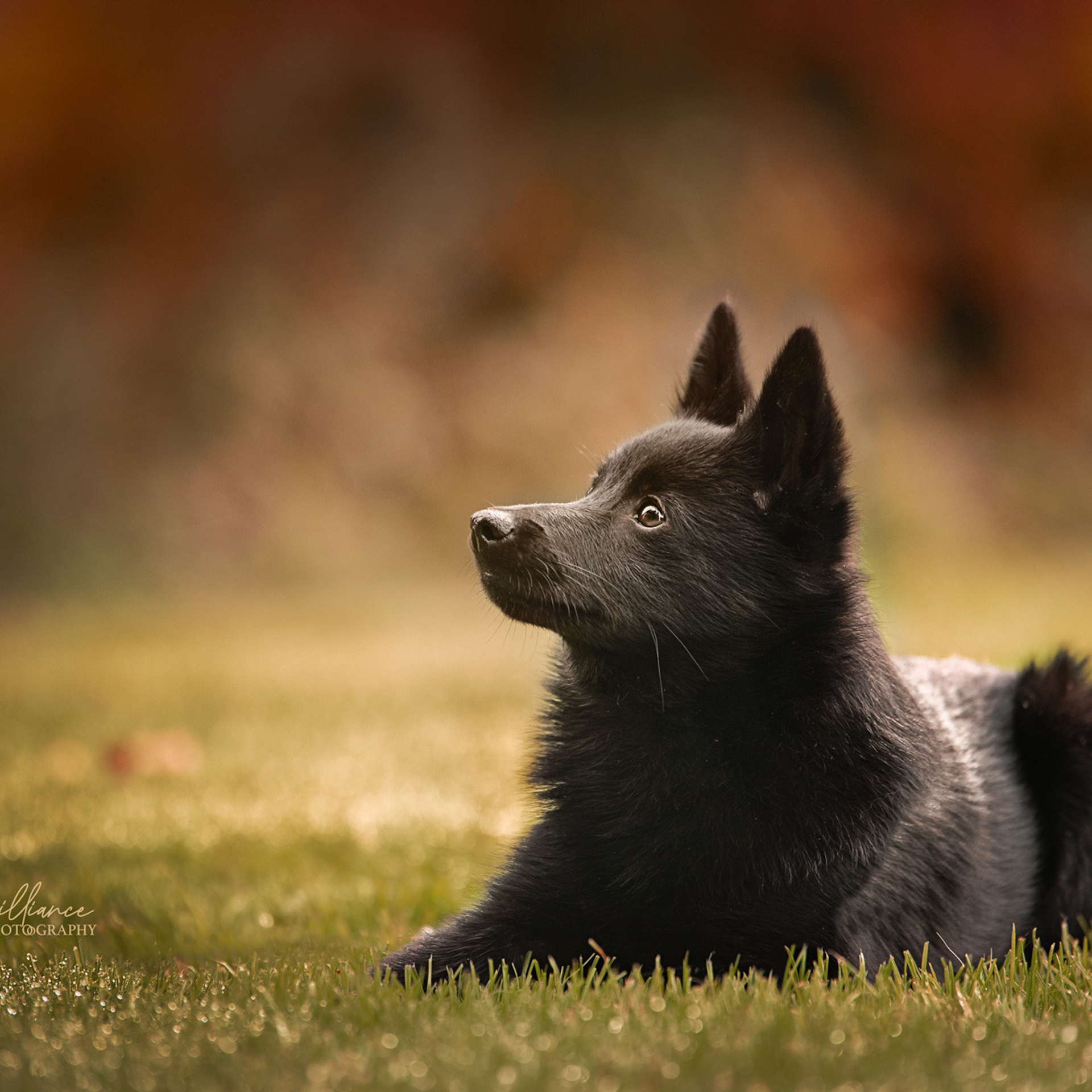 Tierfotografie und Familienfotografie in der Hallertau