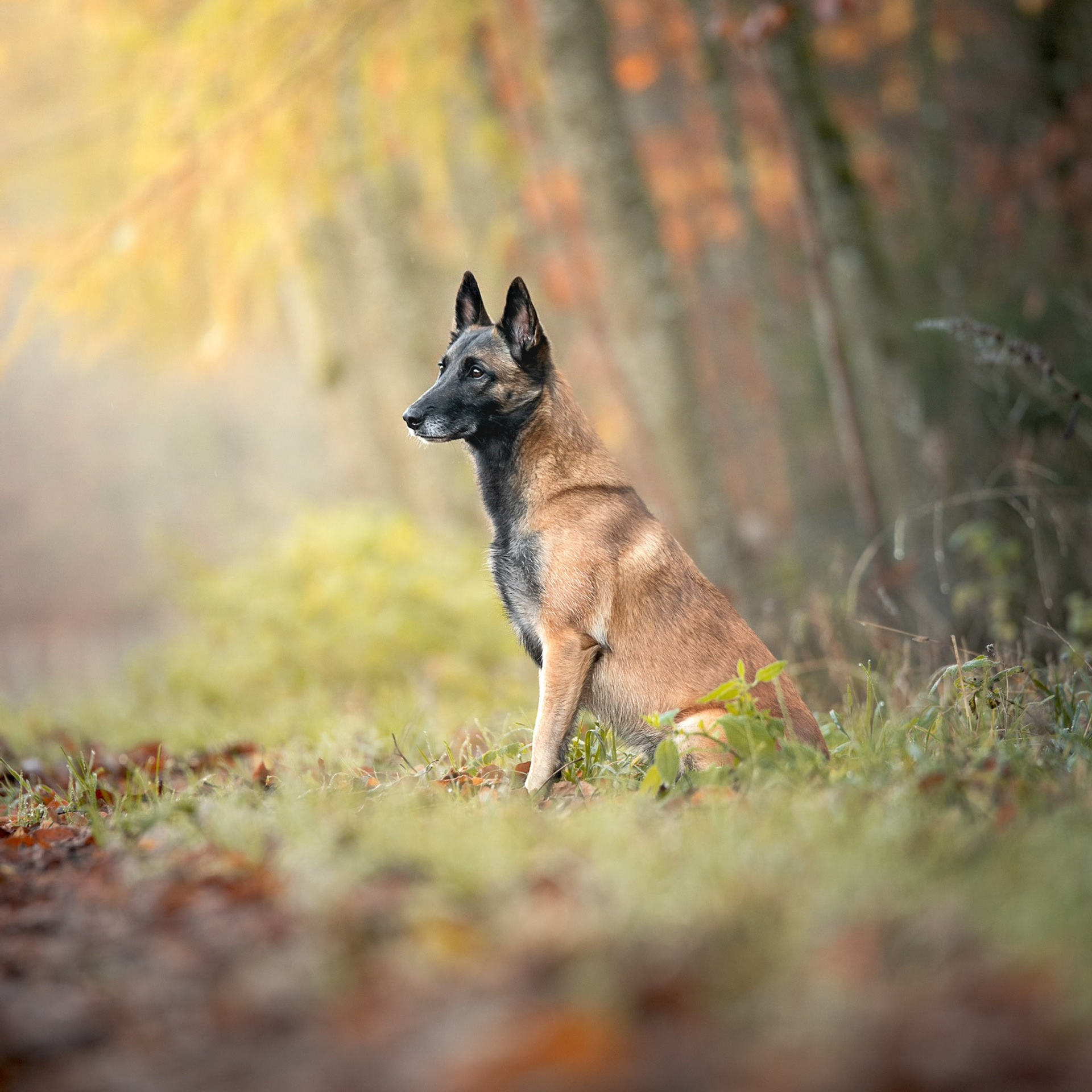 Tierfotografie und Familienfotografie in der Hallertau