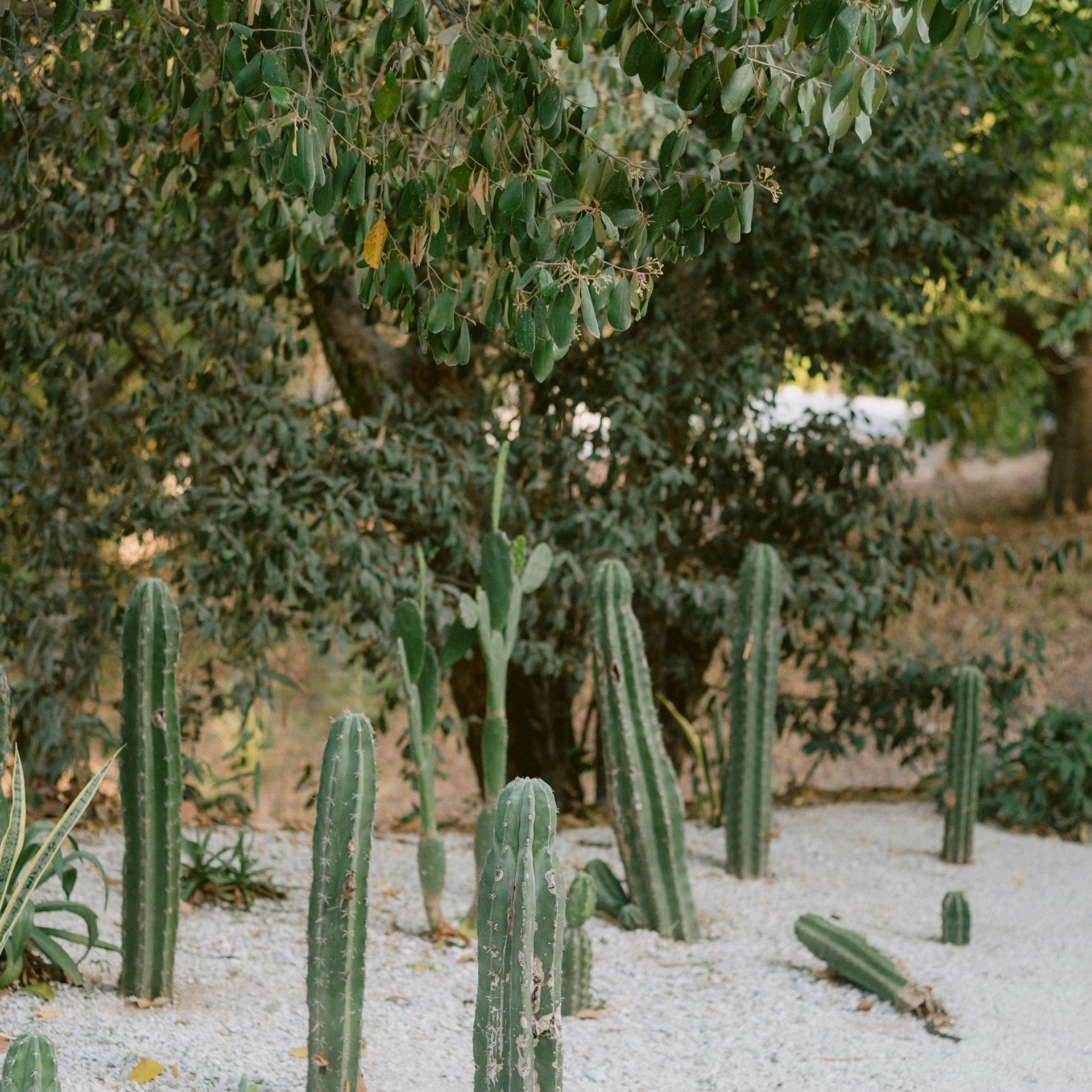 Lina & Nico. Fotografía de bodas