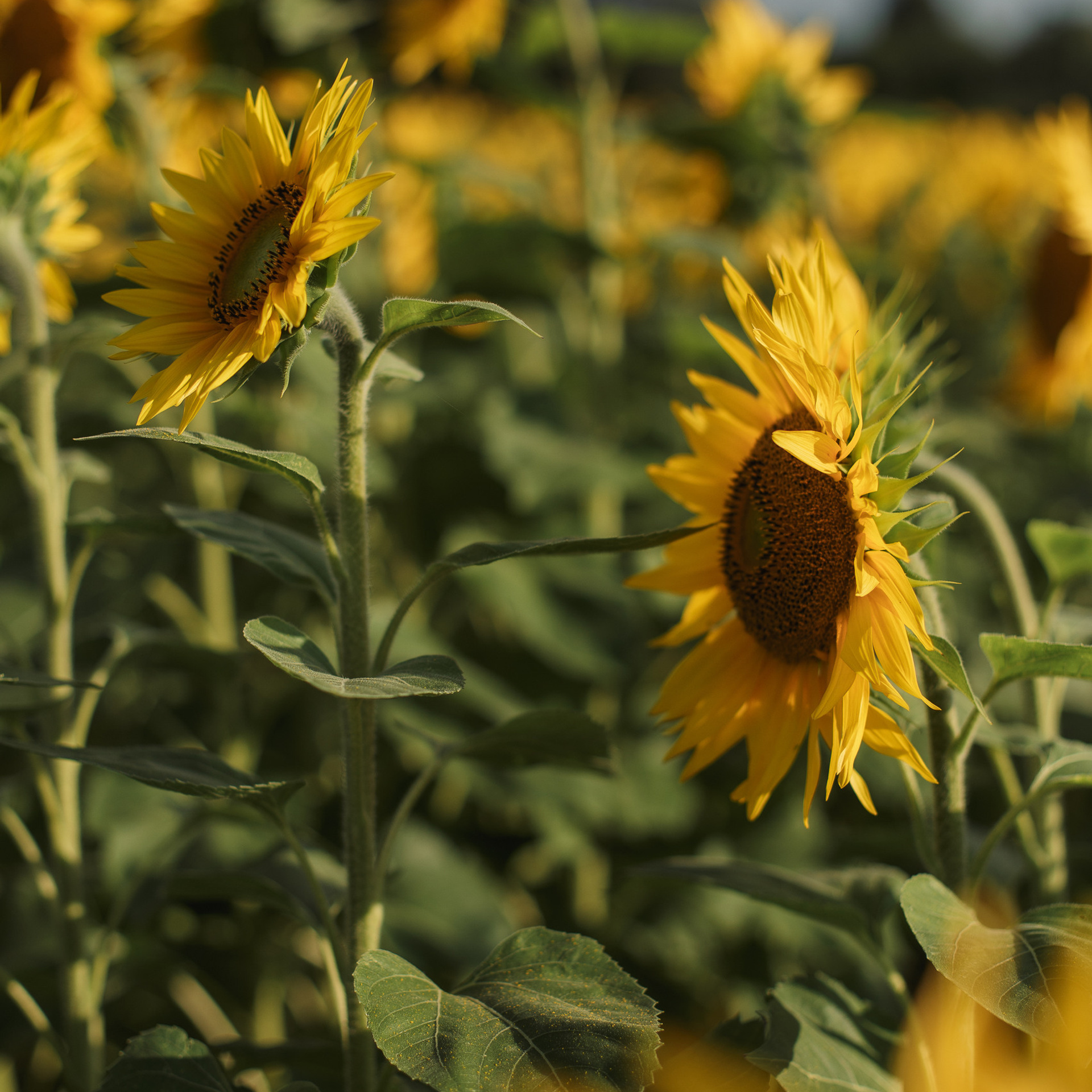 Atsauksmes. Populārākā kāzu, bērnu un ģimeņu fotogrāfe Latgalē Veronika Lokotko