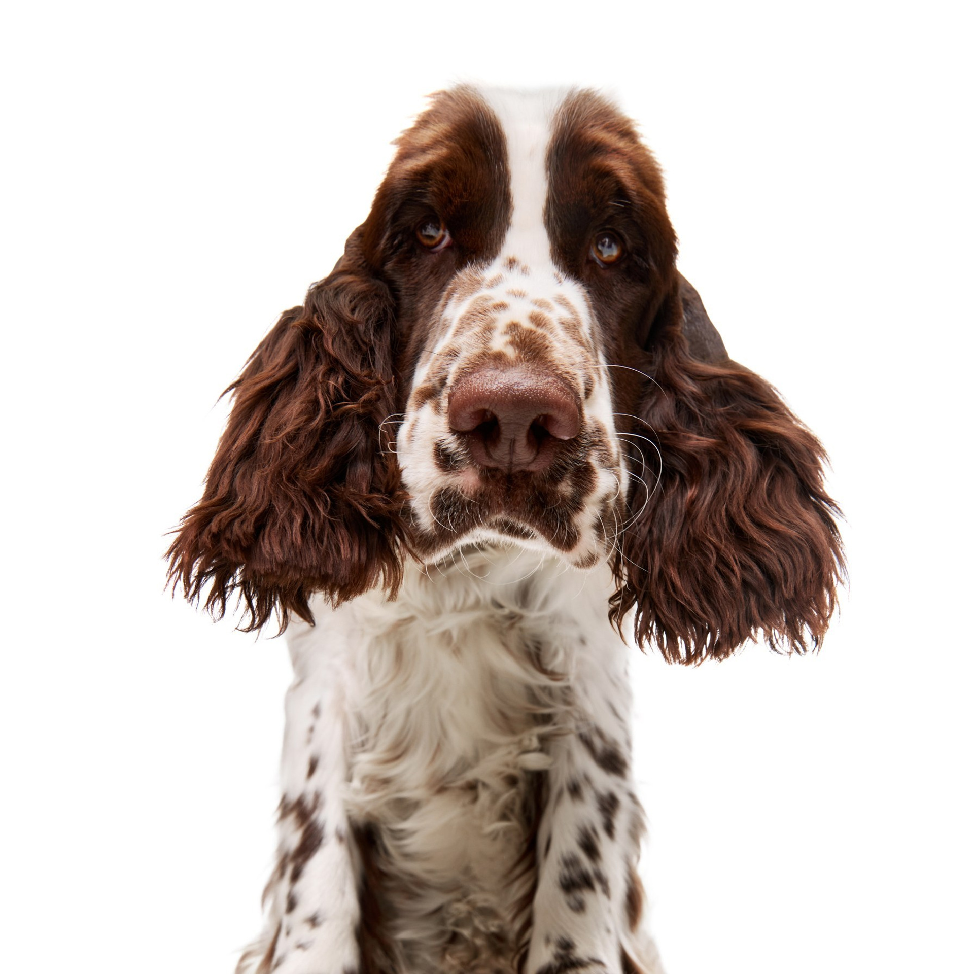 Our Male | International English Springer Spaniel Show Kennel. Website of the titled stud dog of the Springer Spaniel breed