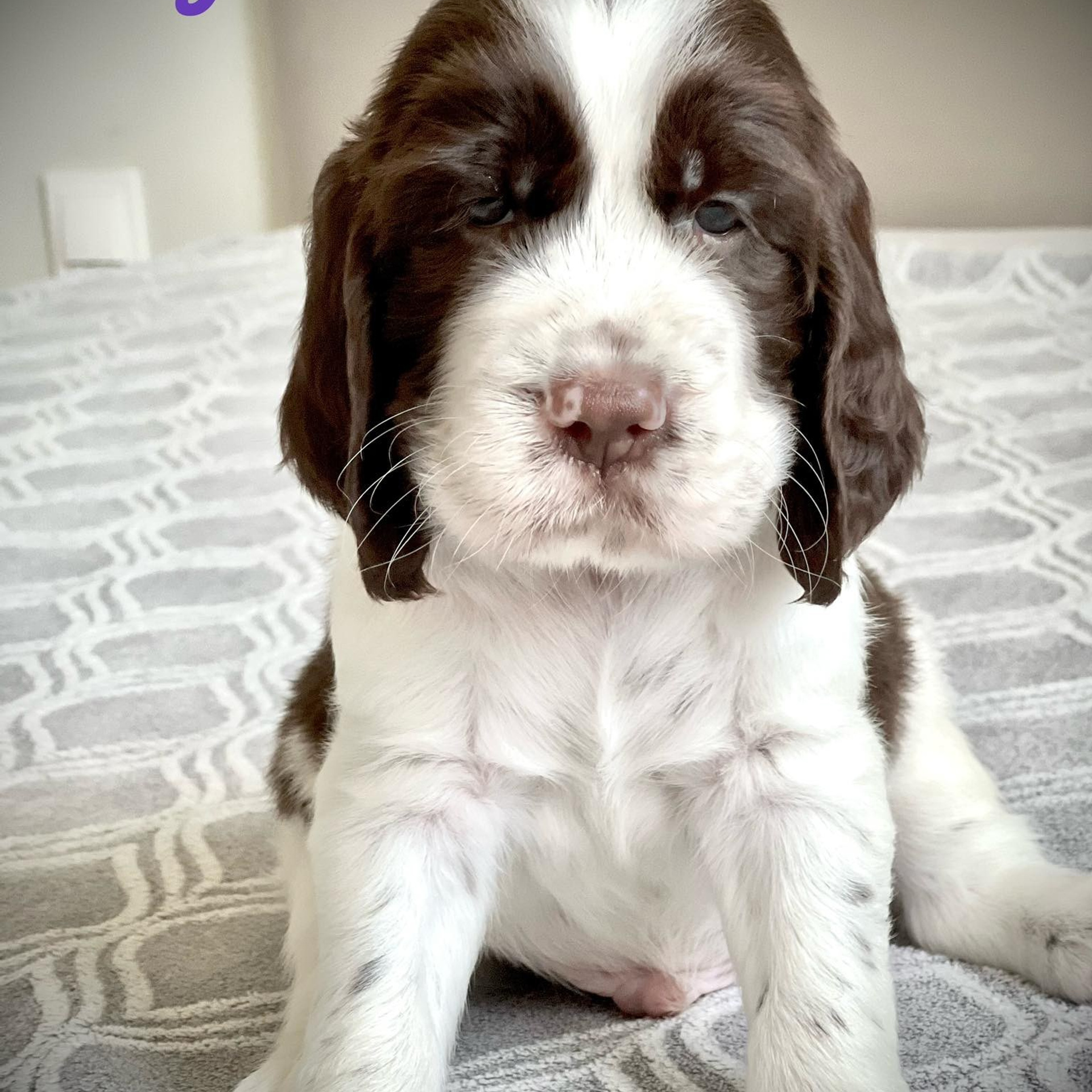 Gallery. Website of the titled stud dog of the Springer Spaniel breed