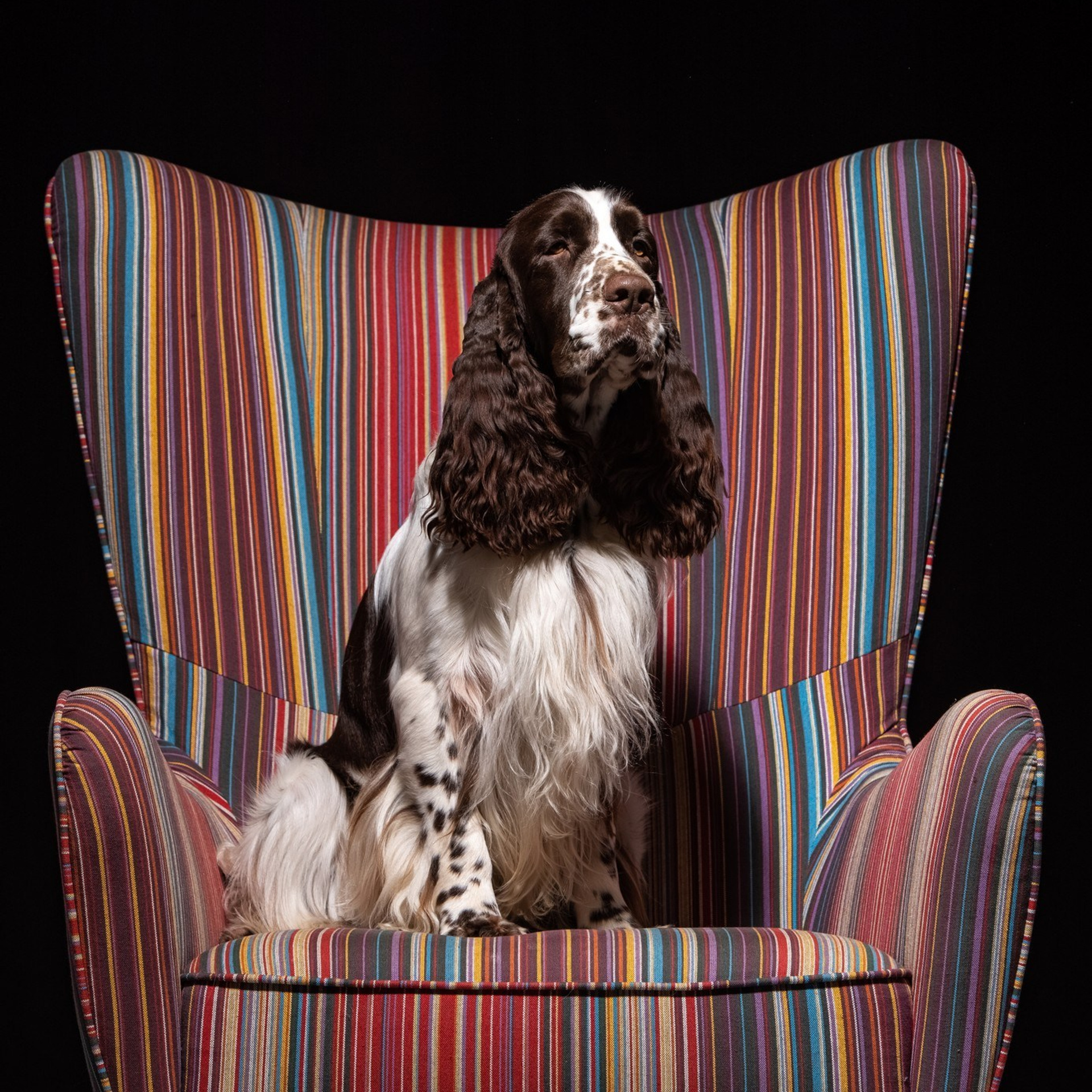 Our Male | International English Springer Spaniel Show Kennel. Website of the titled stud dog of the Springer Spaniel breed