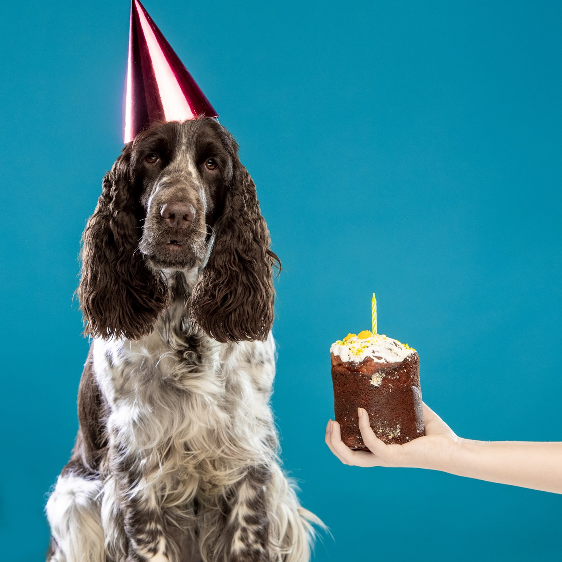 Our Female | International English Springer Spaniel Show Kennel. Website of the titled stud dog of the Springer Spaniel breed