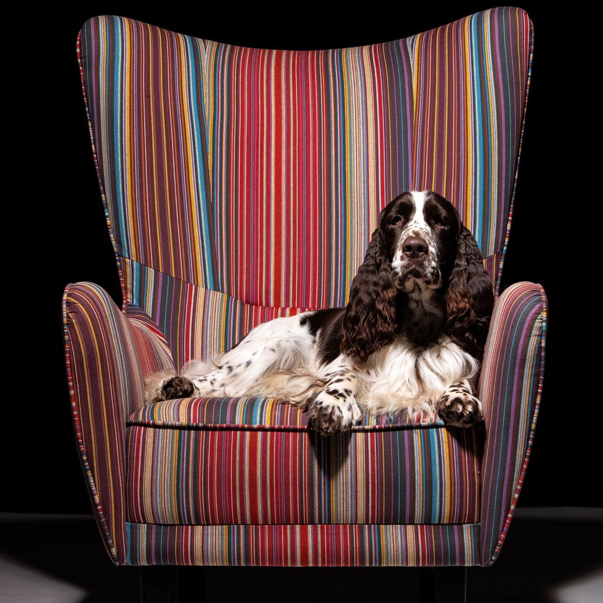 Our Male | International English Springer Spaniel Show Kennel. Website of the titled stud dog of the Springer Spaniel breed