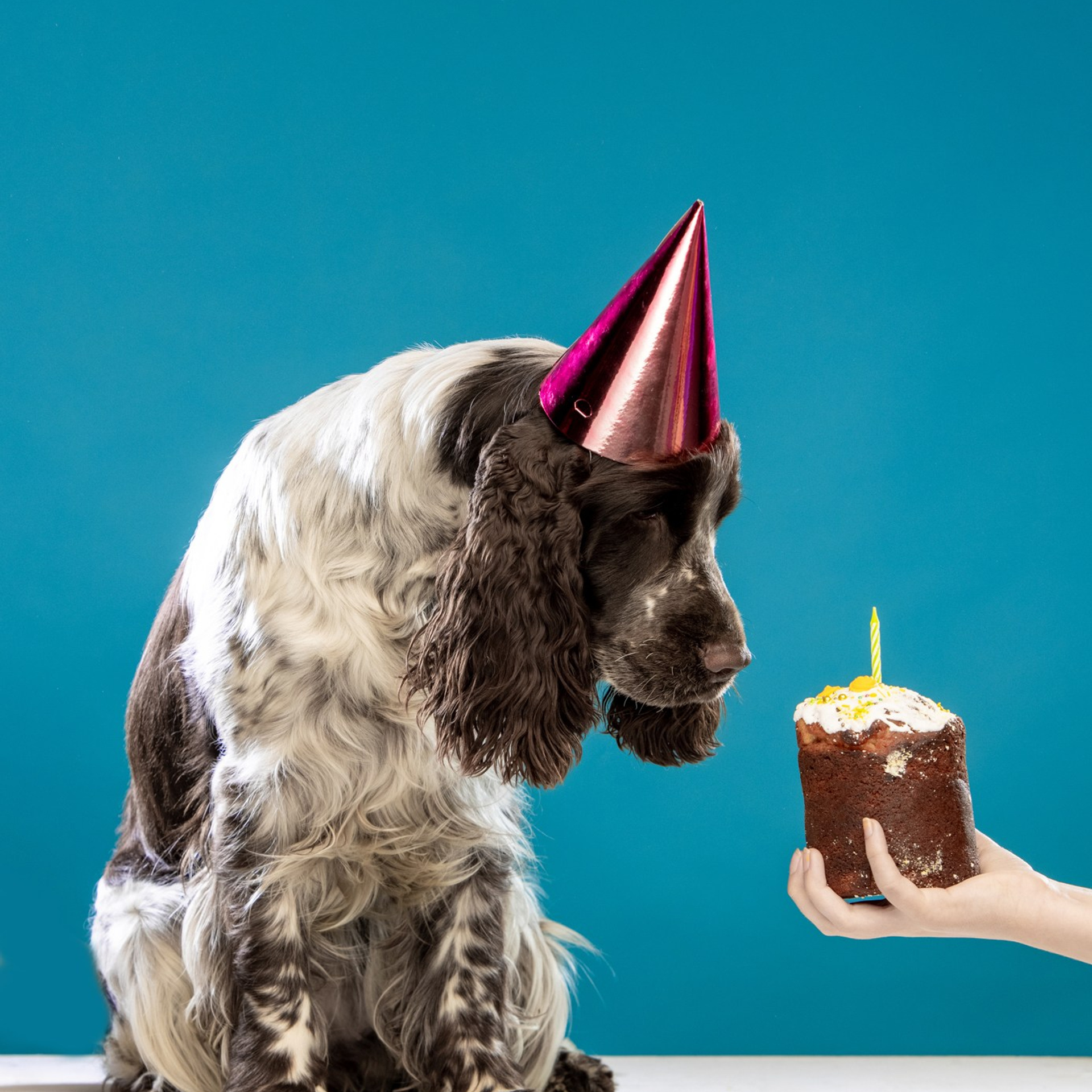 Our Female | International English Springer Spaniel Show Kennel. Website of the titled stud dog of the Springer Spaniel breed