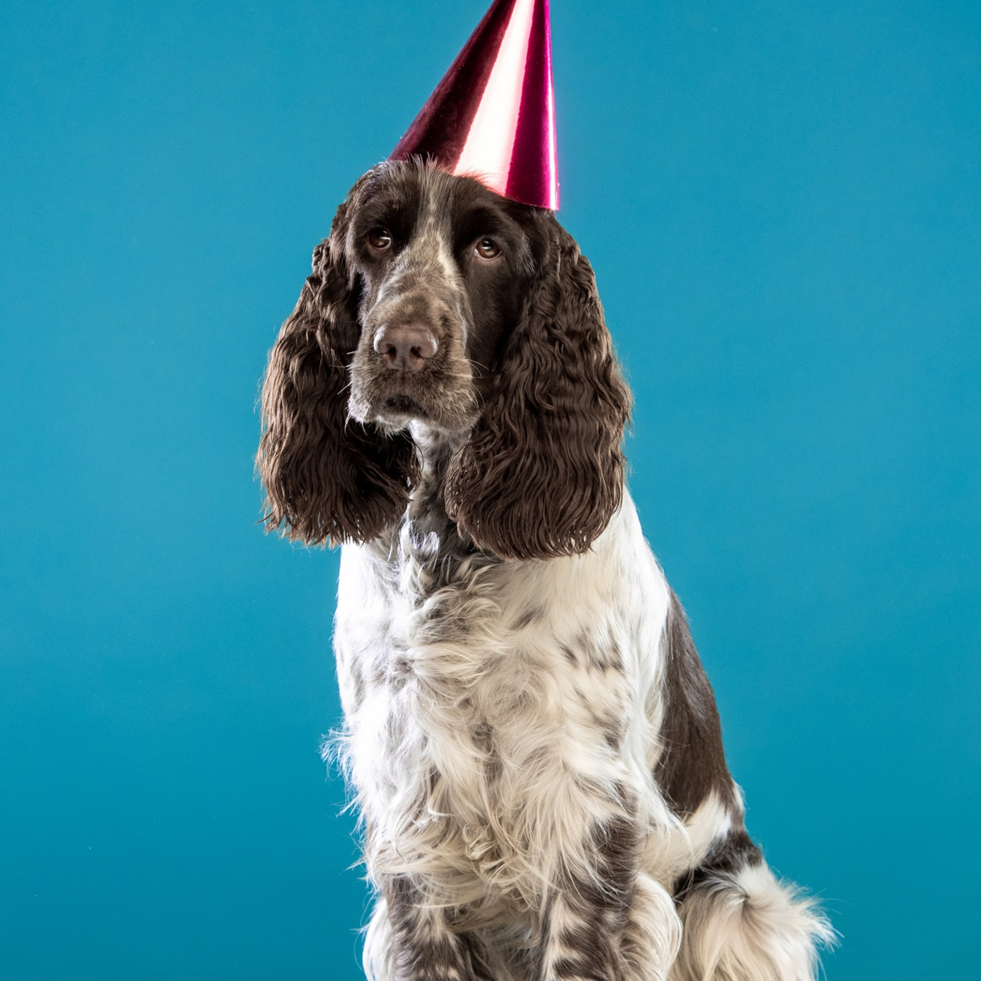 Our Female | International English Springer Spaniel Show Kennel. Website of the titled stud dog of the Springer Spaniel breed